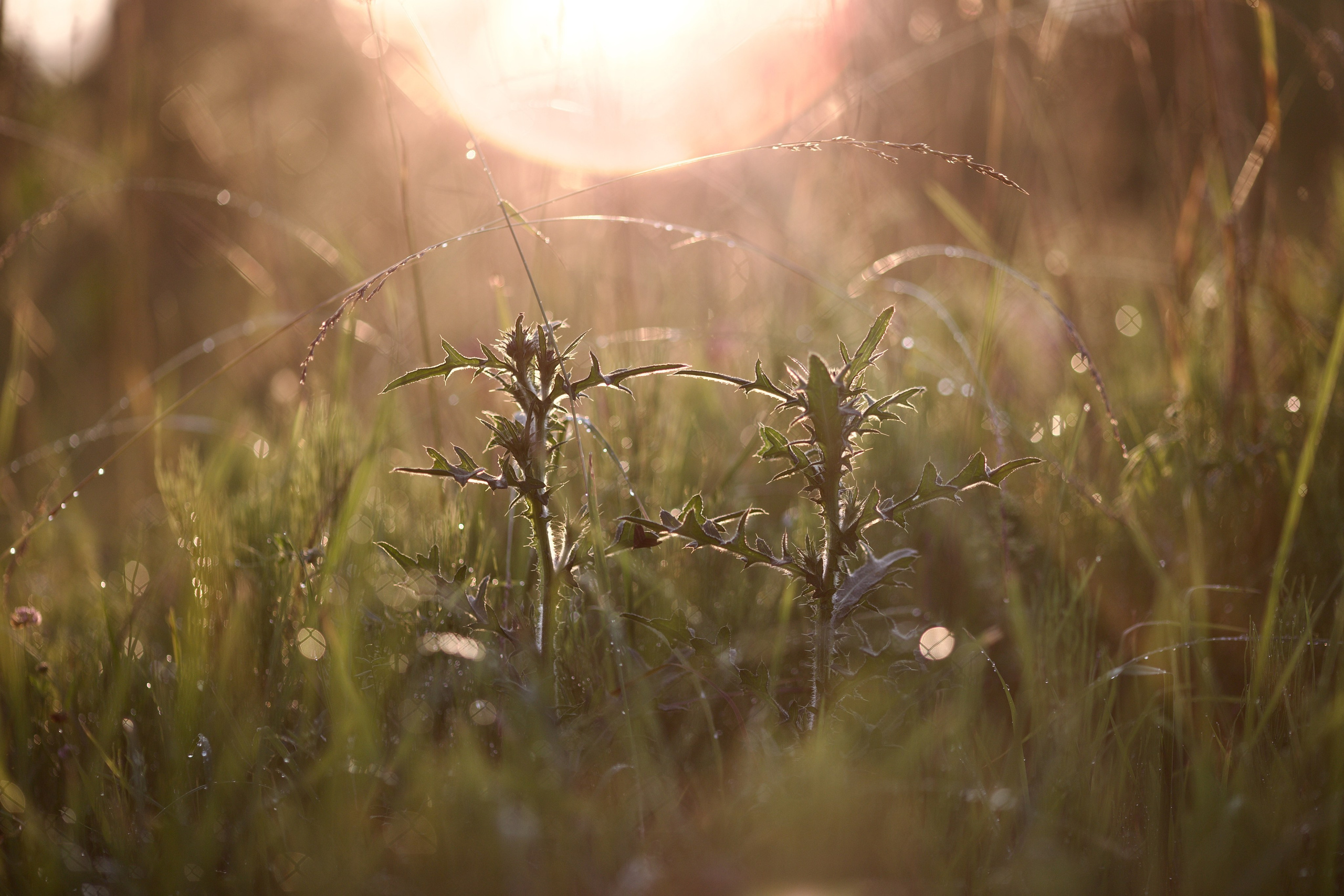 Чудесная природа. Школьные выпускные альбомы в Москве Марина Николаева