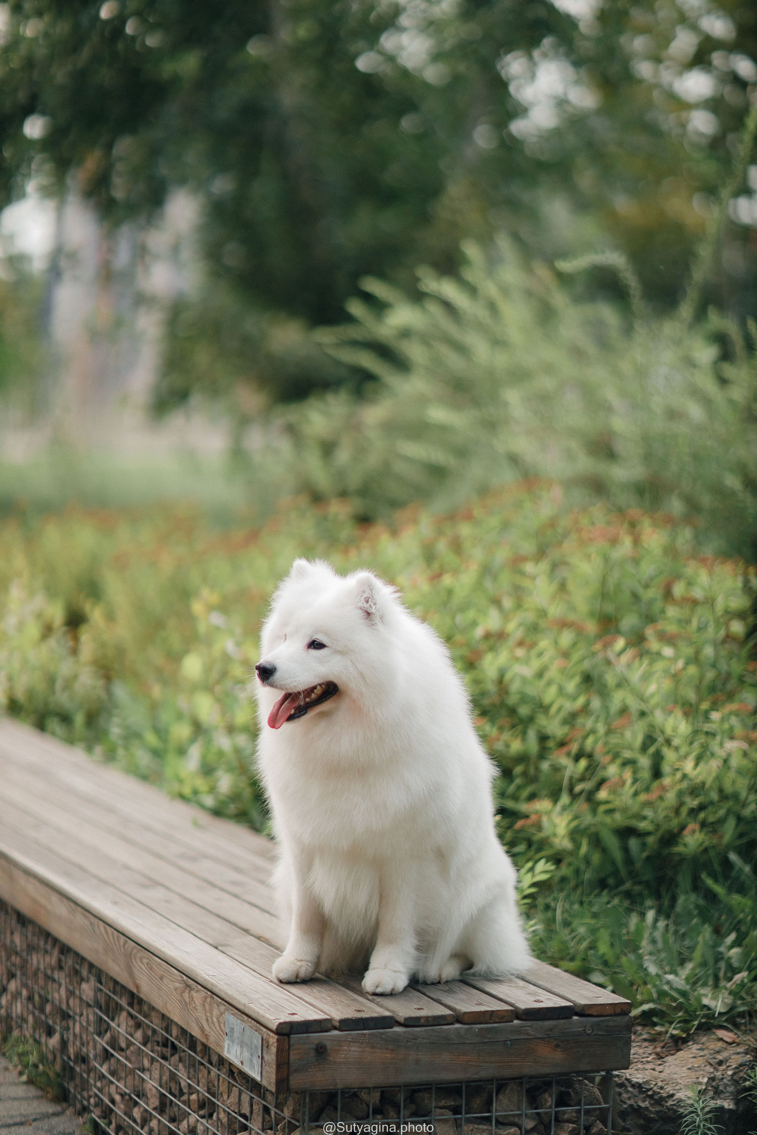 Самоед Рея. Свадебный и женский фотограф