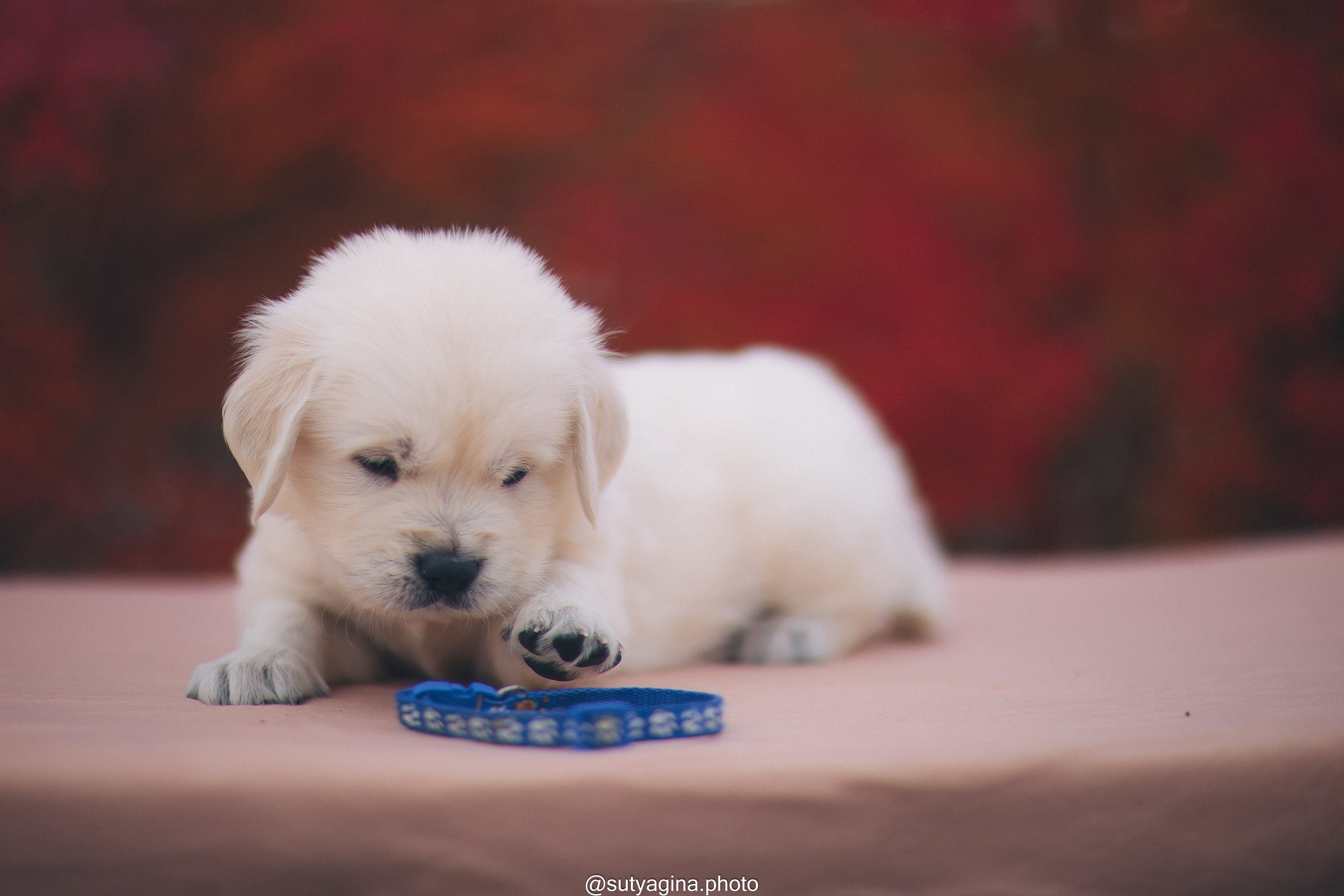 Синий ошейник. Свадебный и женский фотограф