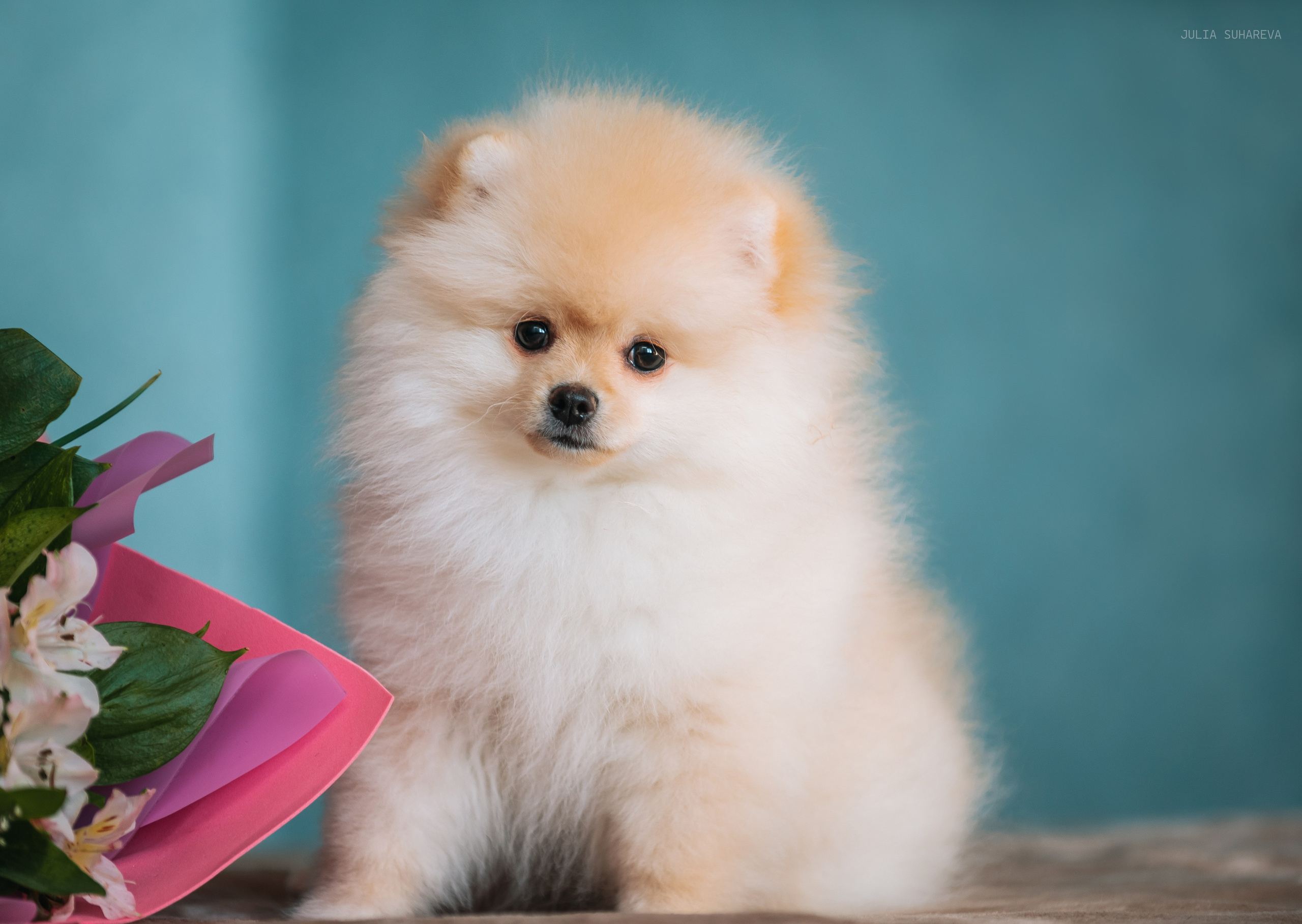 Шпицы дома. Главная