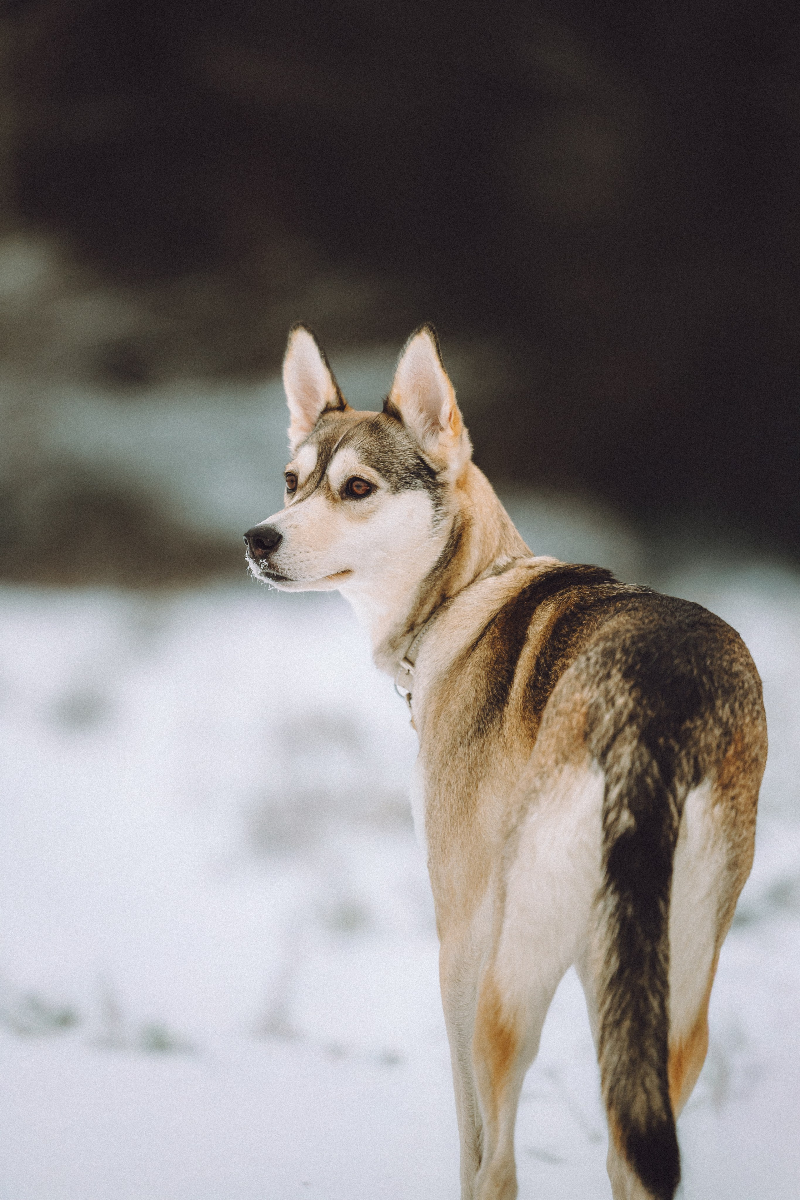 Аня и Рокси