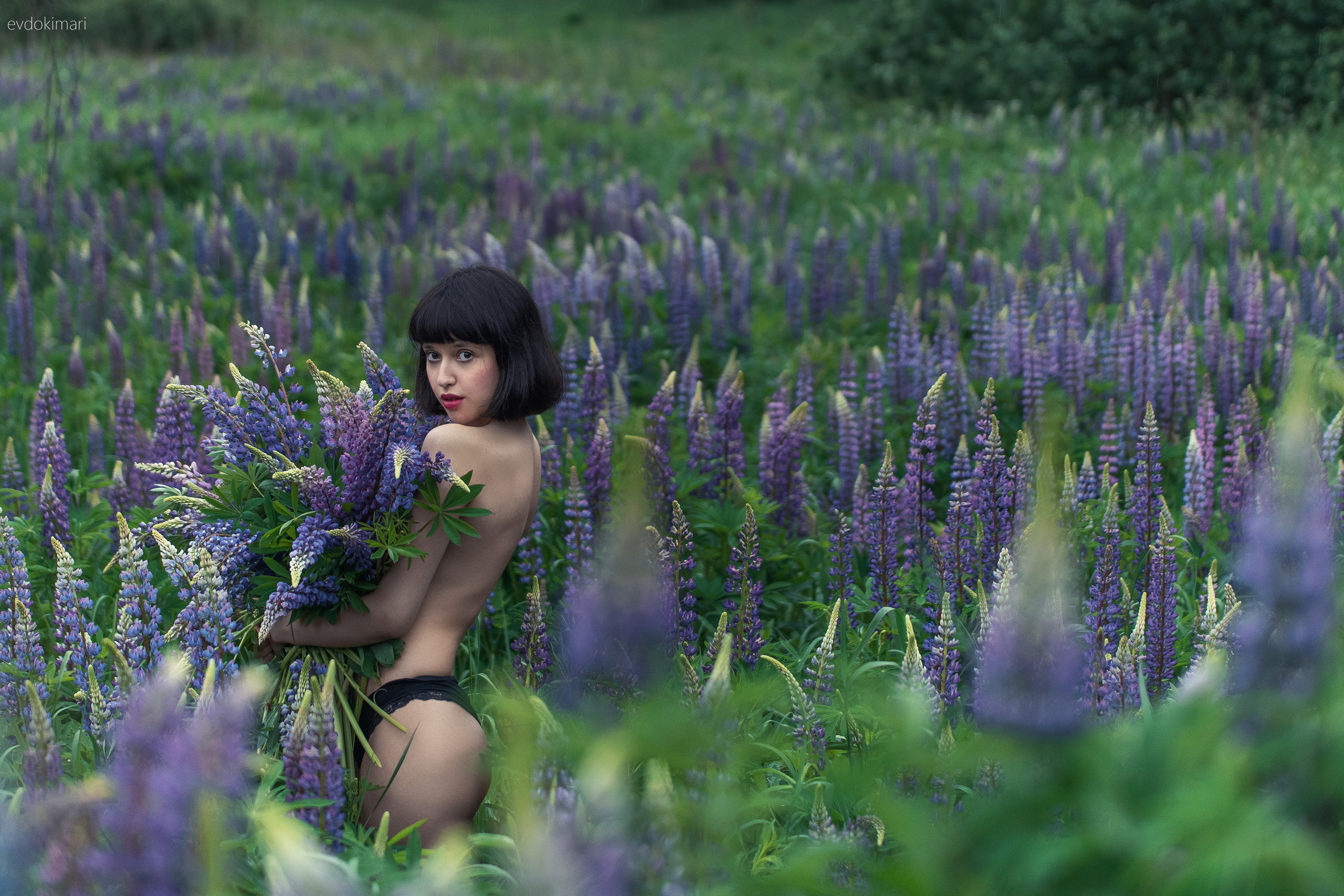 В люпиновом поле. Главная