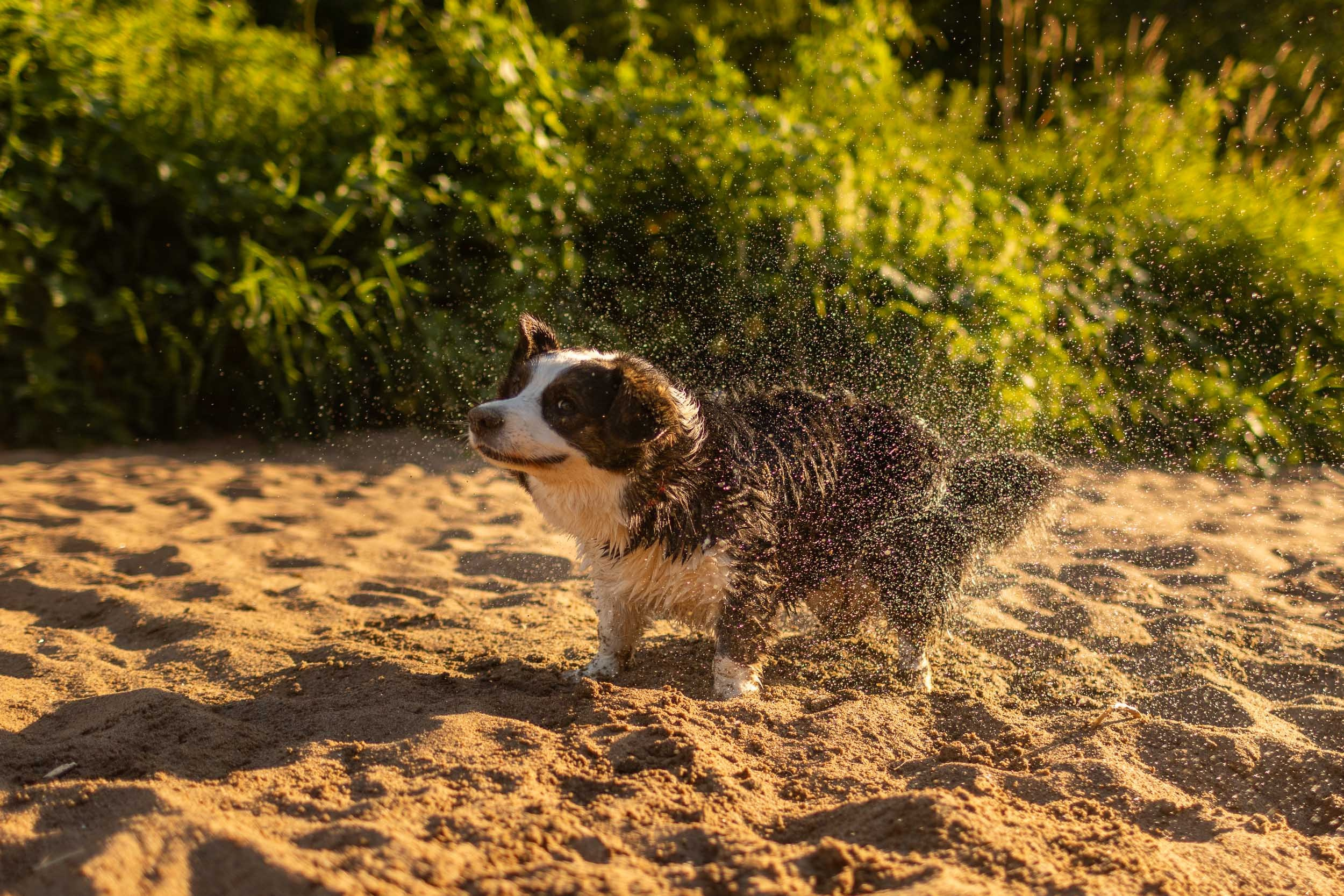 Купание щенков в стиле лайфстайл. Фотограф-анималист в Москве и Московской области Татьяна Фролова