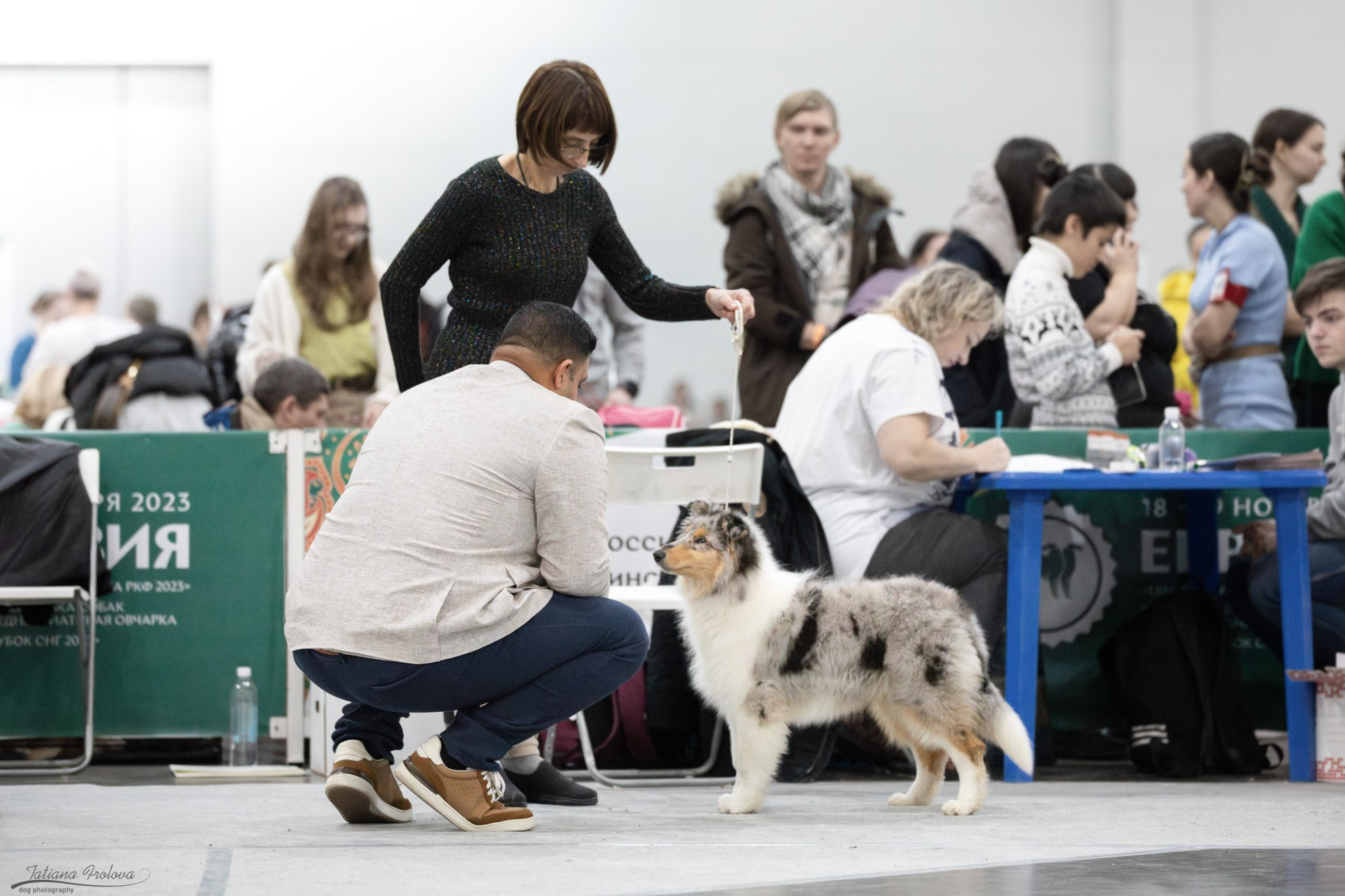 Съёмка в ринге на Евразии, России. Фотограф-анималист в Москве и Московской области Татьяна Фролова