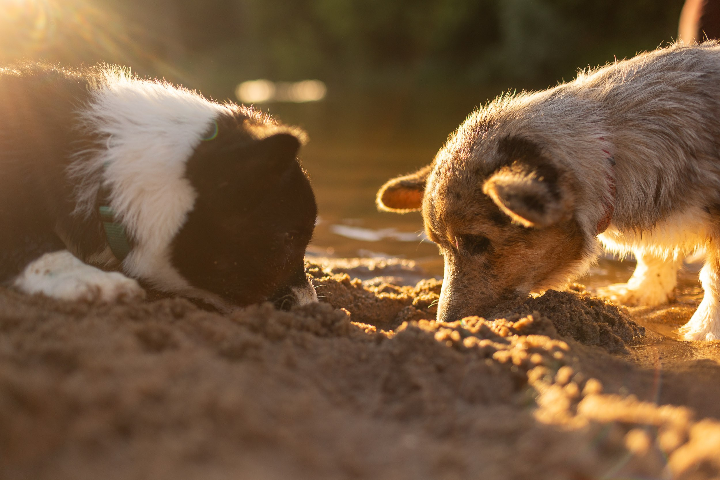 Купание щенков в стиле лайфстайл. Фотограф-анималист в Москве и Московской области Татьяна Фролова