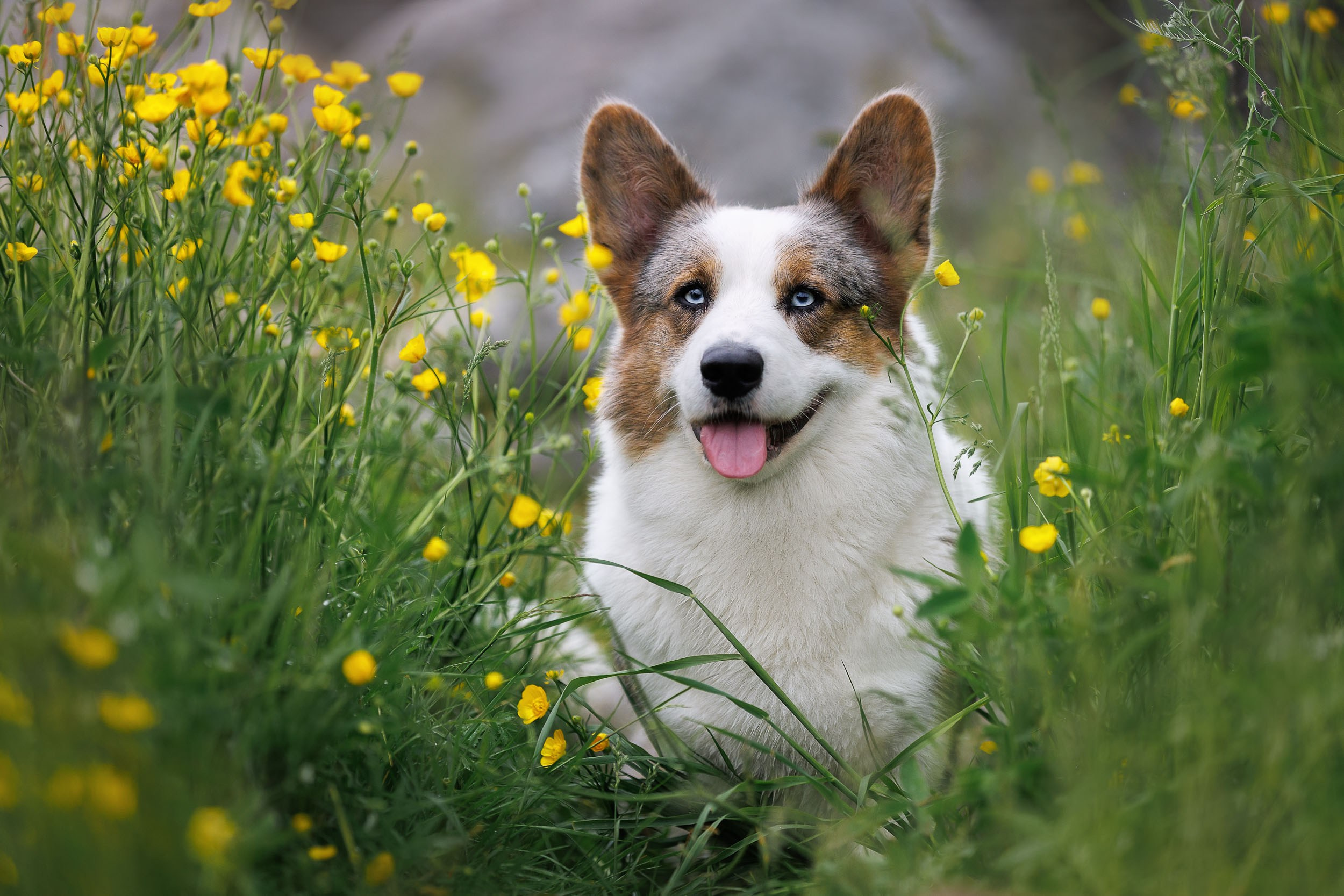 Фотограф-анималист в Москве и Московской области Татьяна Фролова