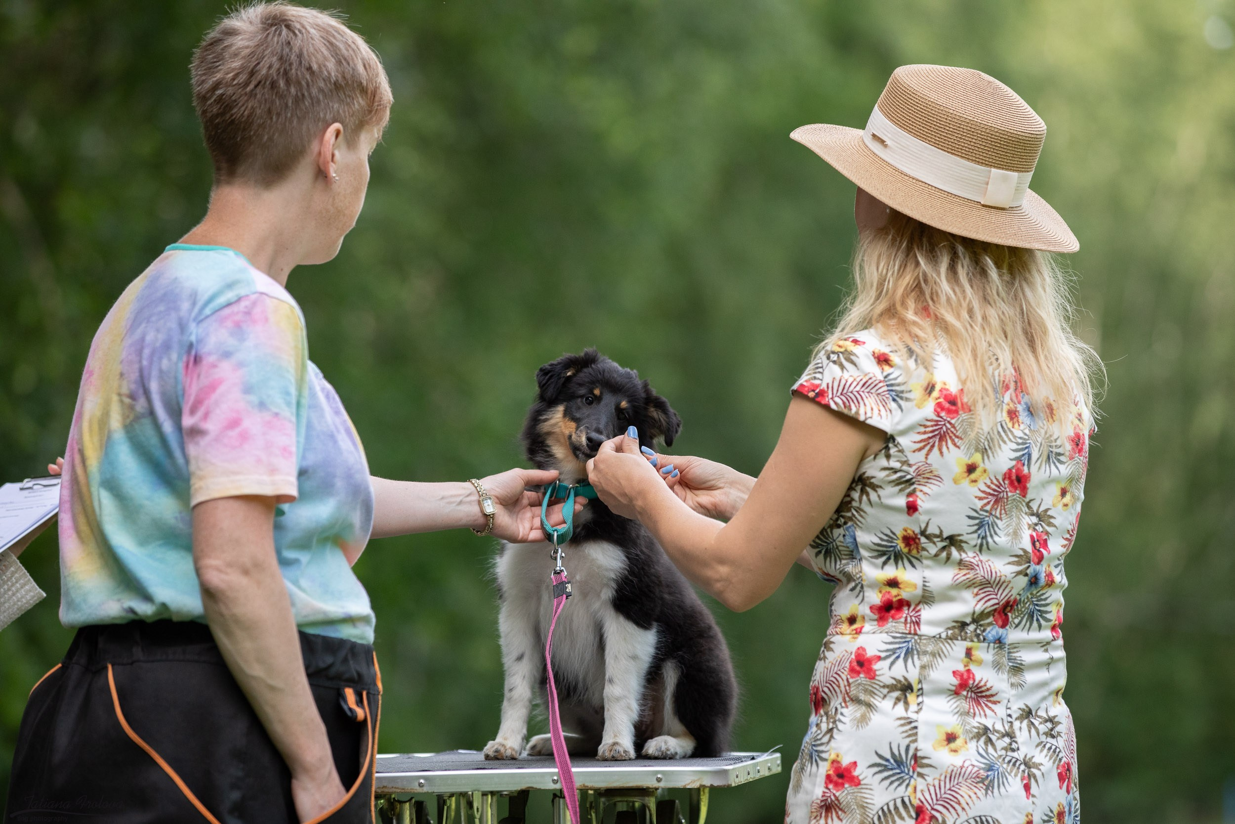 Репортаж с выводки молодняка колли/шелти в Ясенево. Фотограф-анималист в Москве и Московской области Татьяна Фролова