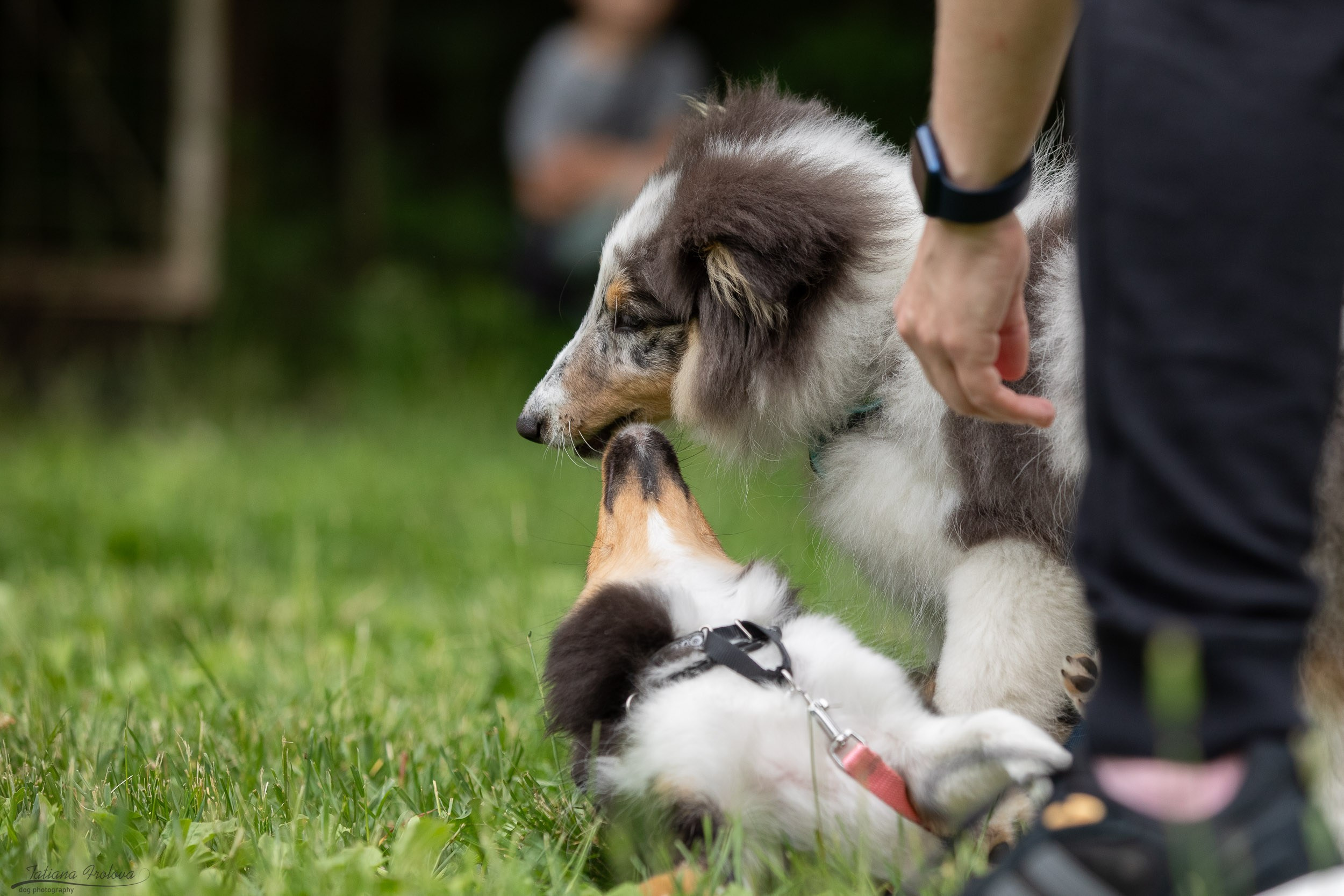 Репортаж с выводки молодняка колли/шелти в Ясенево. Фотограф-анималист в Москве и Московской области Татьяна Фролова