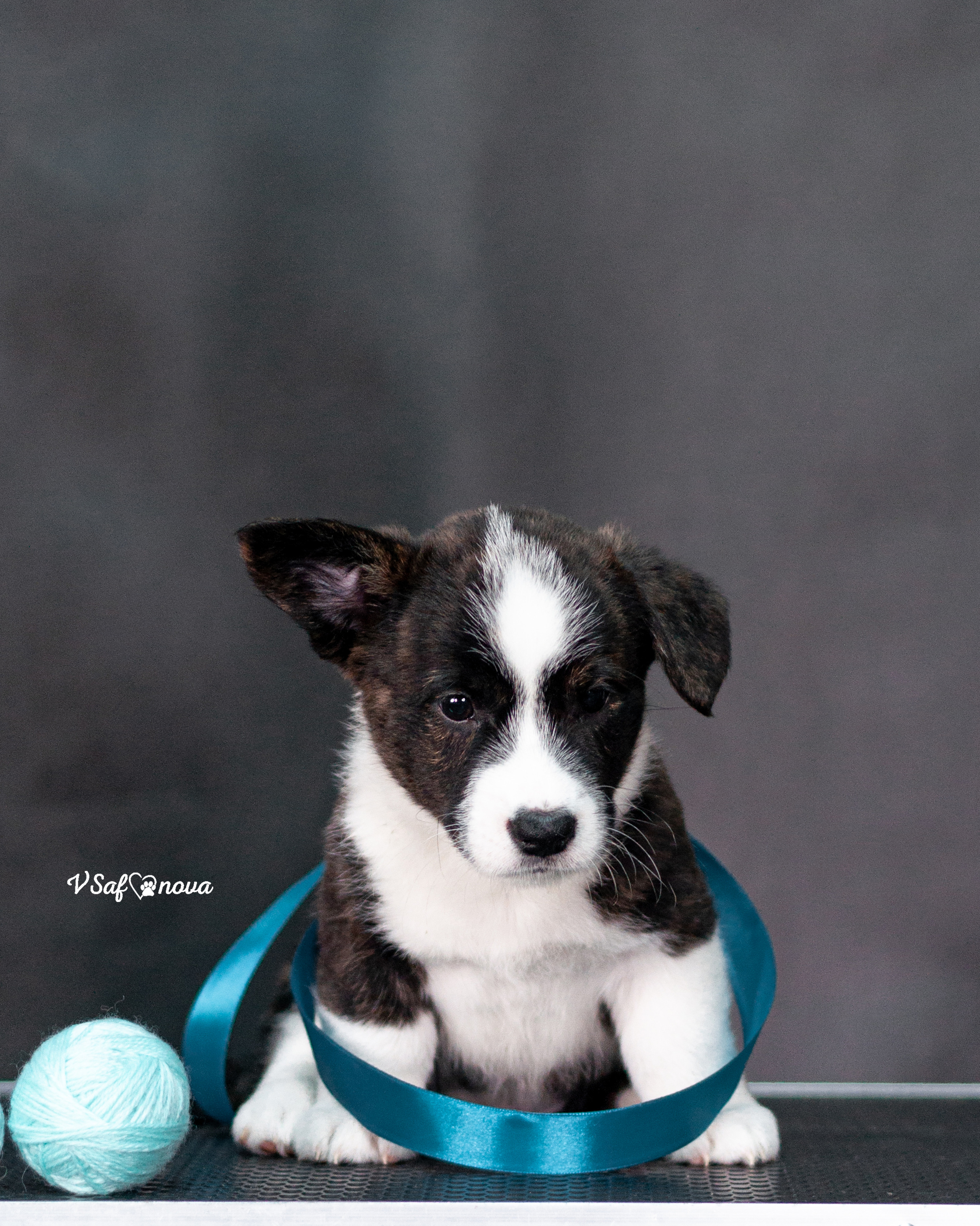 Вельш корги кардиган 30.05.2021. Фотограф анималист Благовещенск. Сафонова Виктория