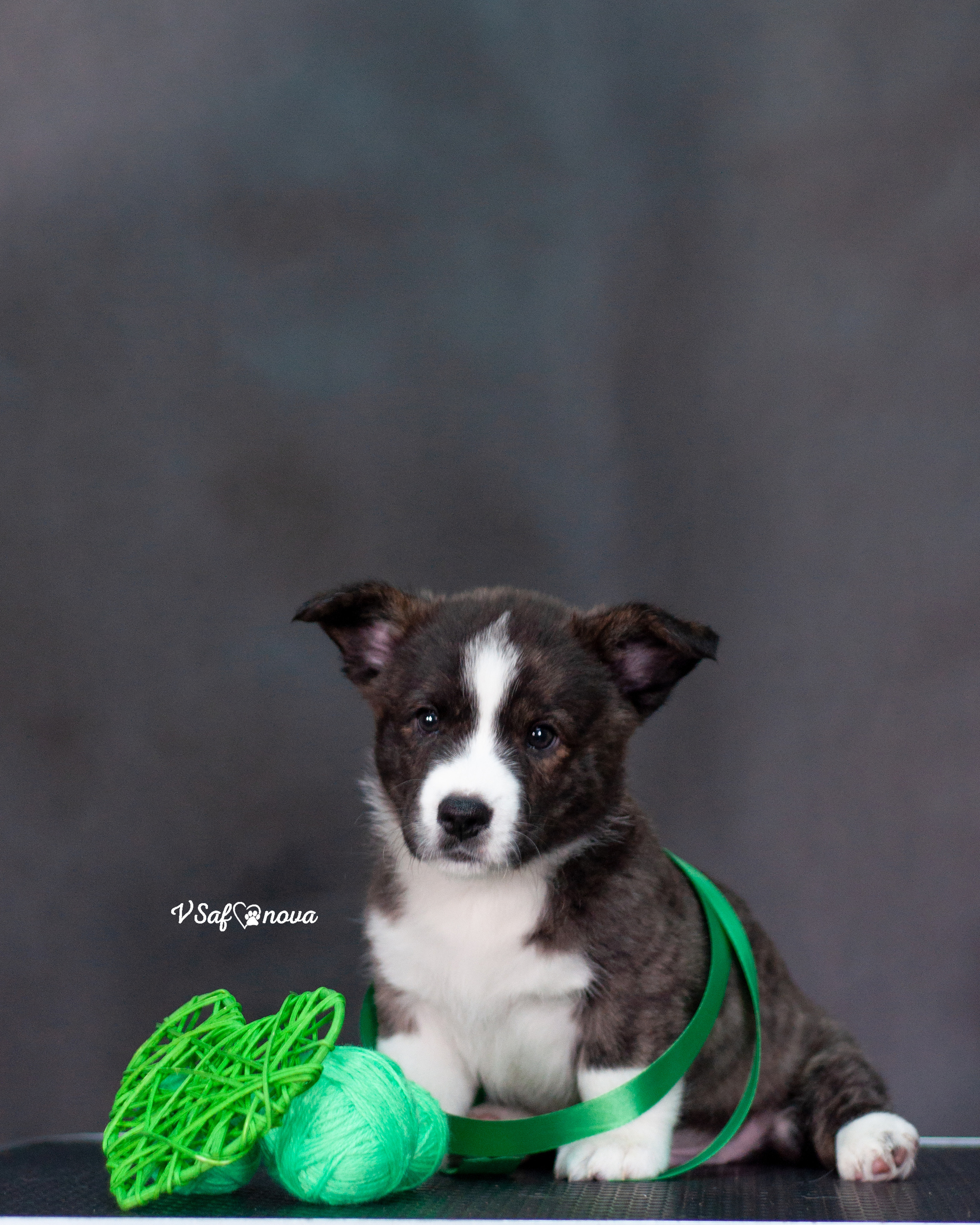 Вельш корги кардиган 30.05.2021. Фотограф анималист Благовещенск. Сафонова Виктория