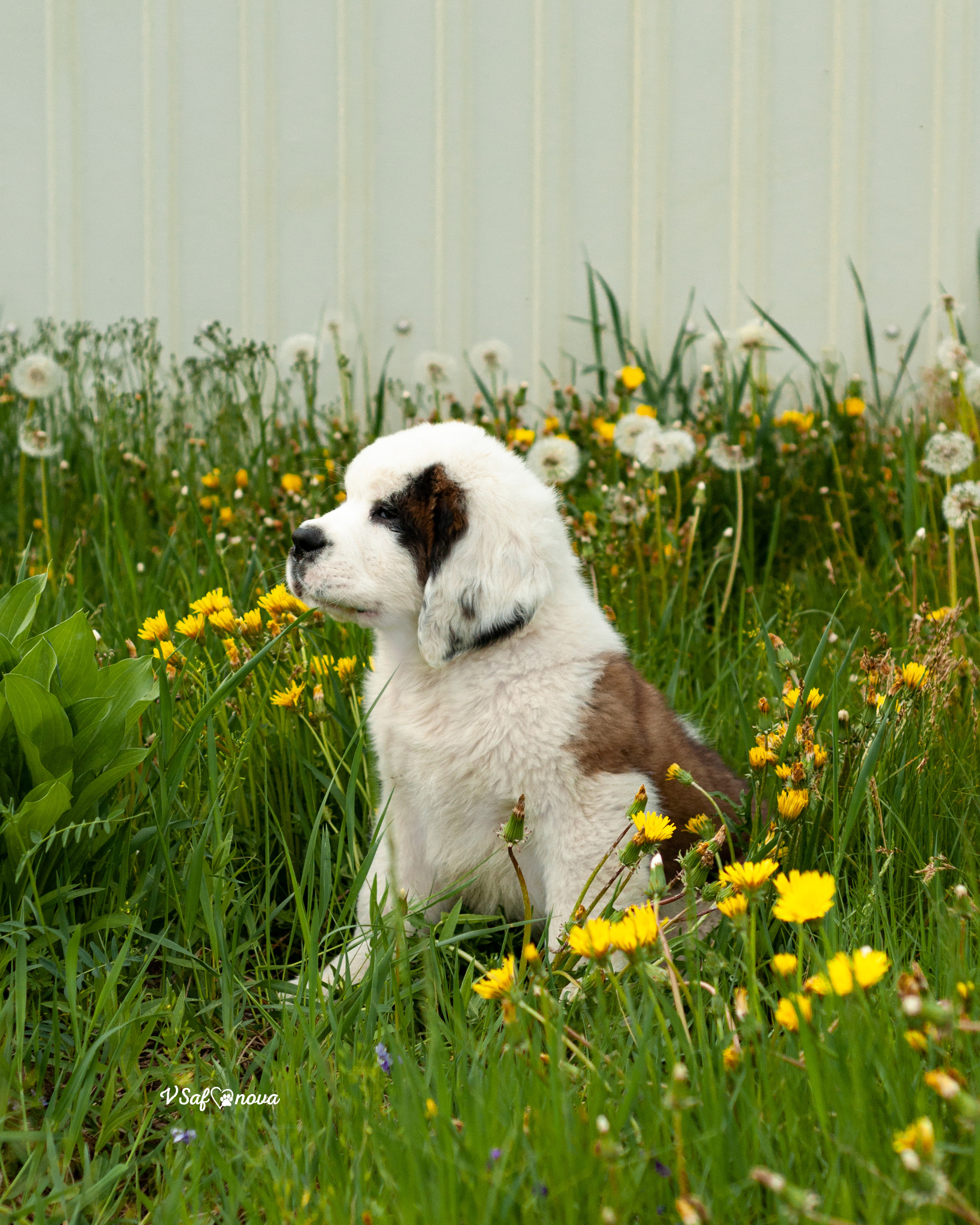 Сенбернары 29.05.2021. Фотограф анималист Благовещенск. Сафонова Виктория