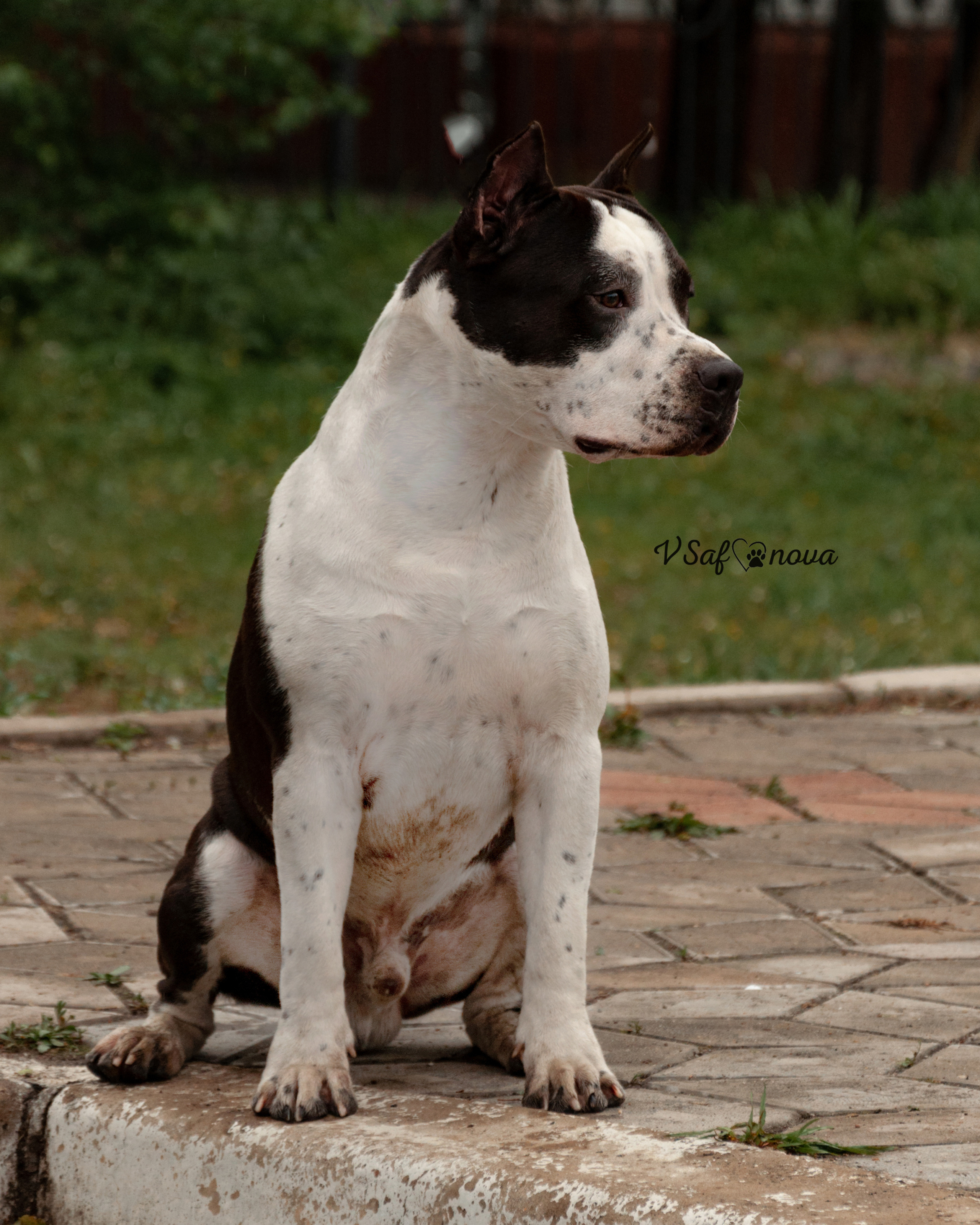 22–23 мая 2021 Благовещенск. Фотограф анималист Благовещенск. Сафонова Виктория
