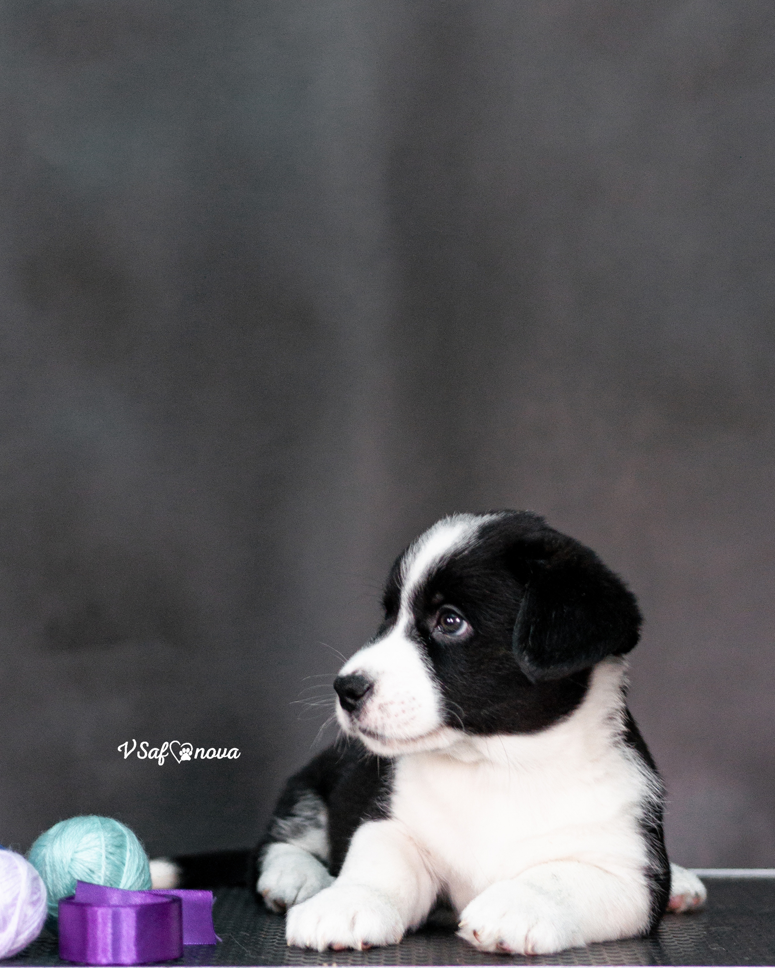 Вельш корги кардиган 30.05.2021. Фотограф анималист Благовещенск. Сафонова Виктория