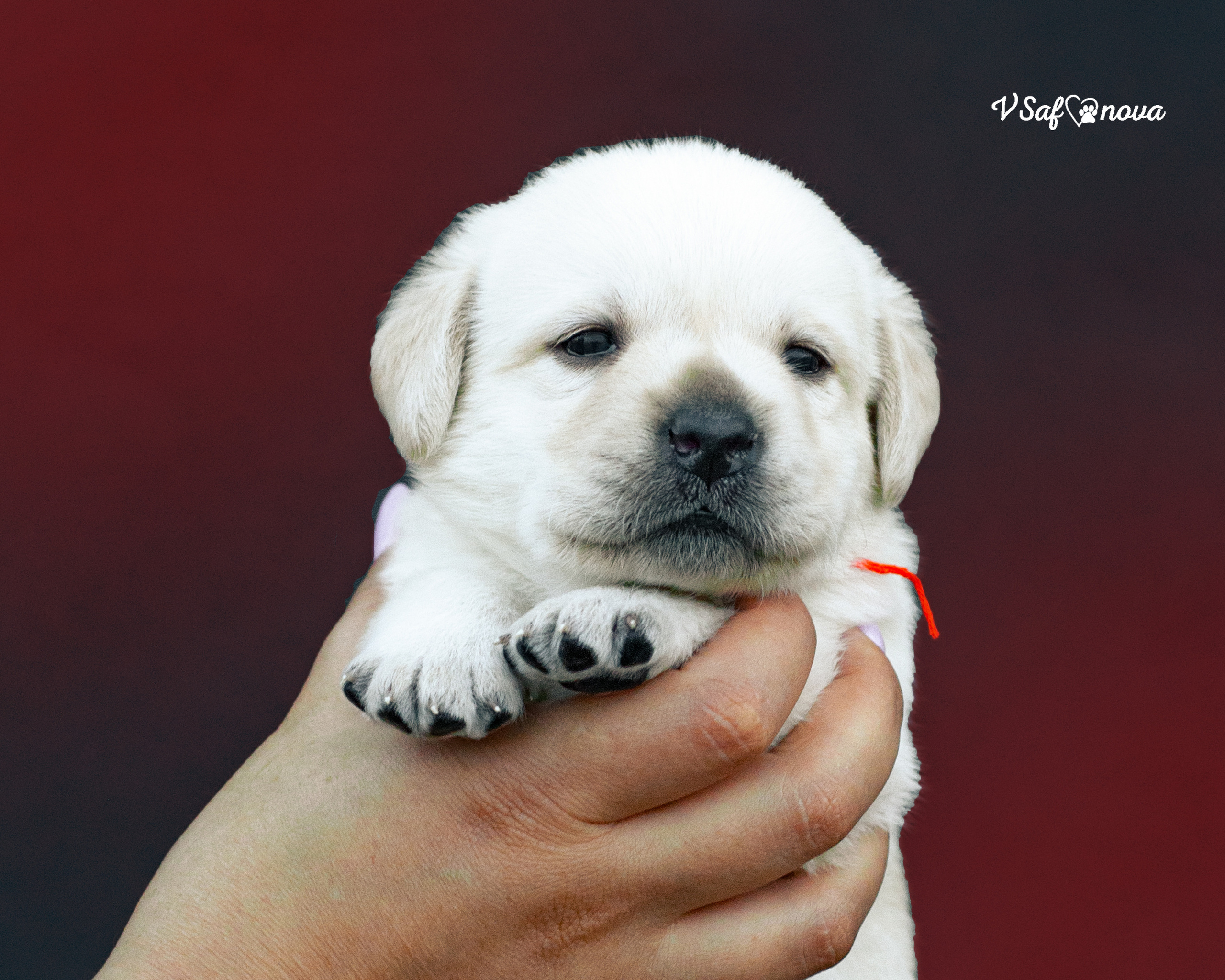 Лабродорчики 15.08.2021. Фотограф анималист Благовещенск. Сафонова Виктория