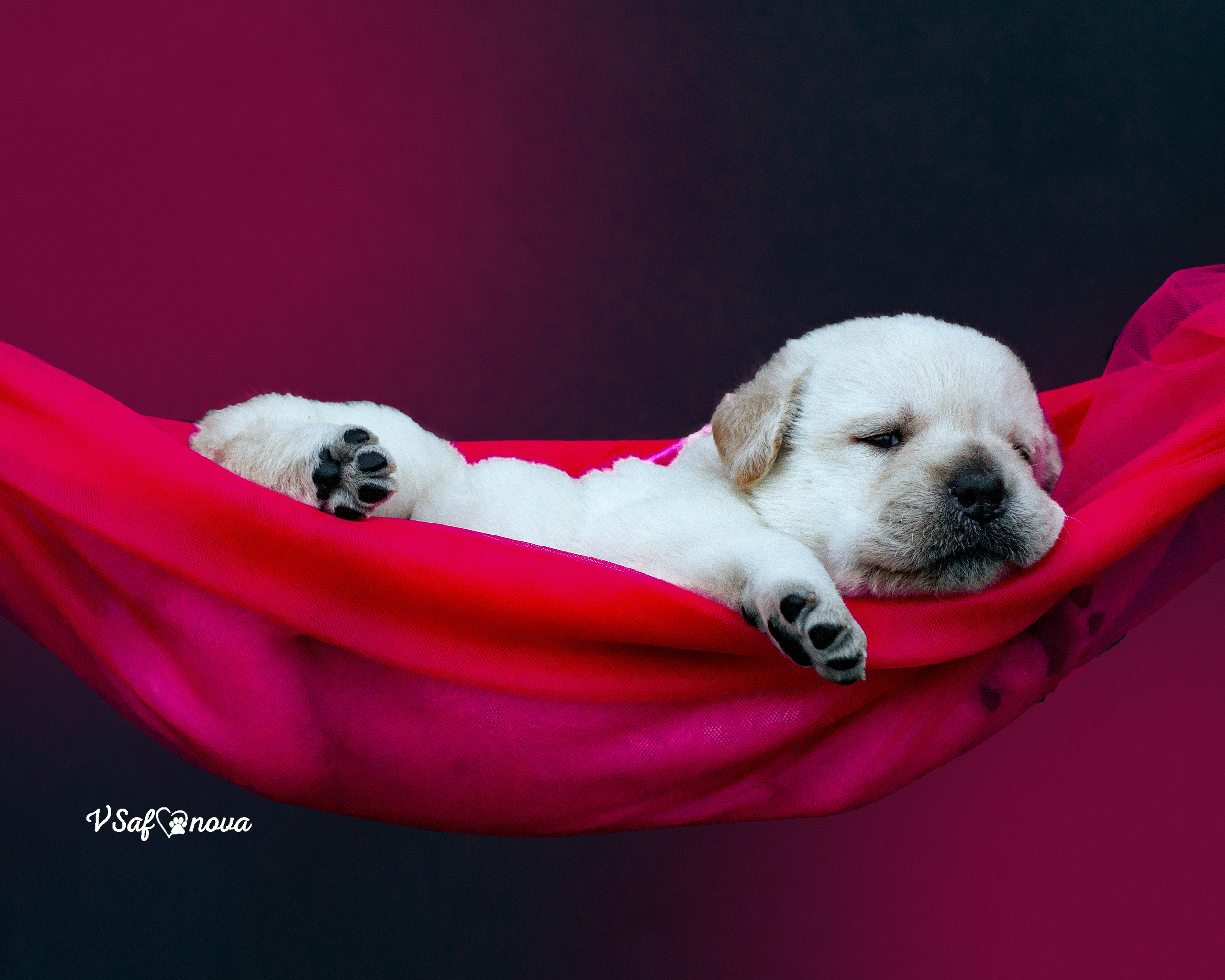 Лабродорчики 15.08.2021. Фотограф анималист Благовещенск. Сафонова Виктория