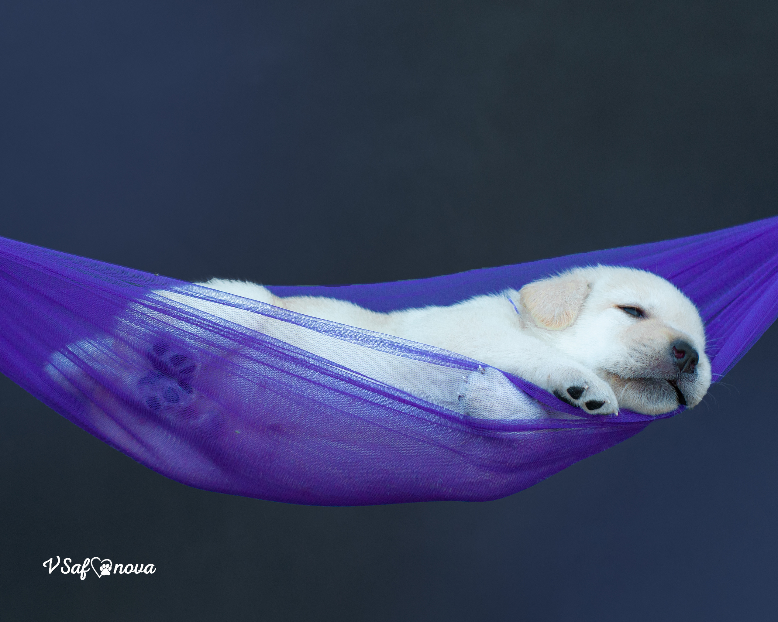 Лабродорчики 15.08.2021. Фотограф анималист Благовещенск. Сафонова Виктория