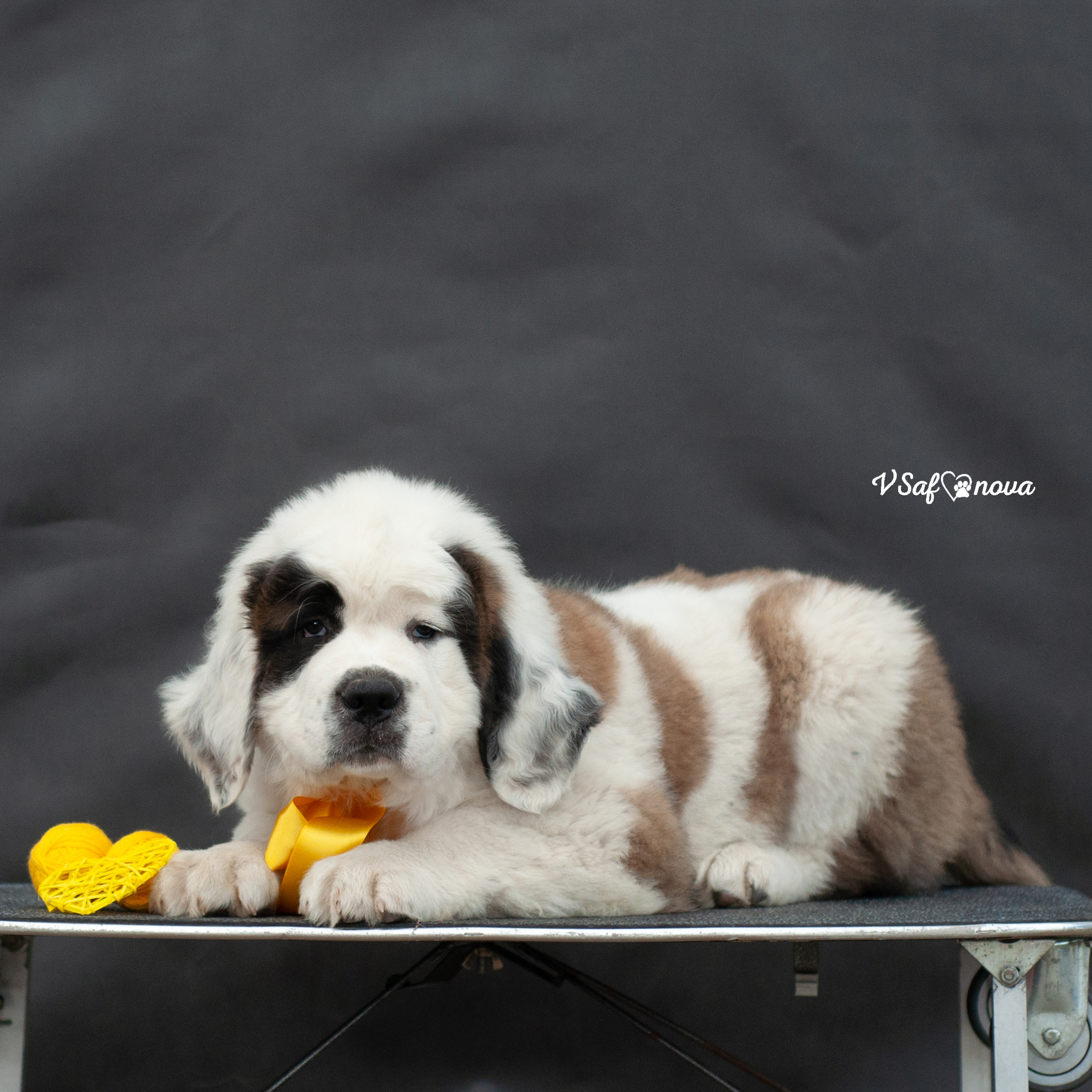 Сенбернары 29.05.2021. Фотограф анималист Благовещенск. Сафонова Виктория