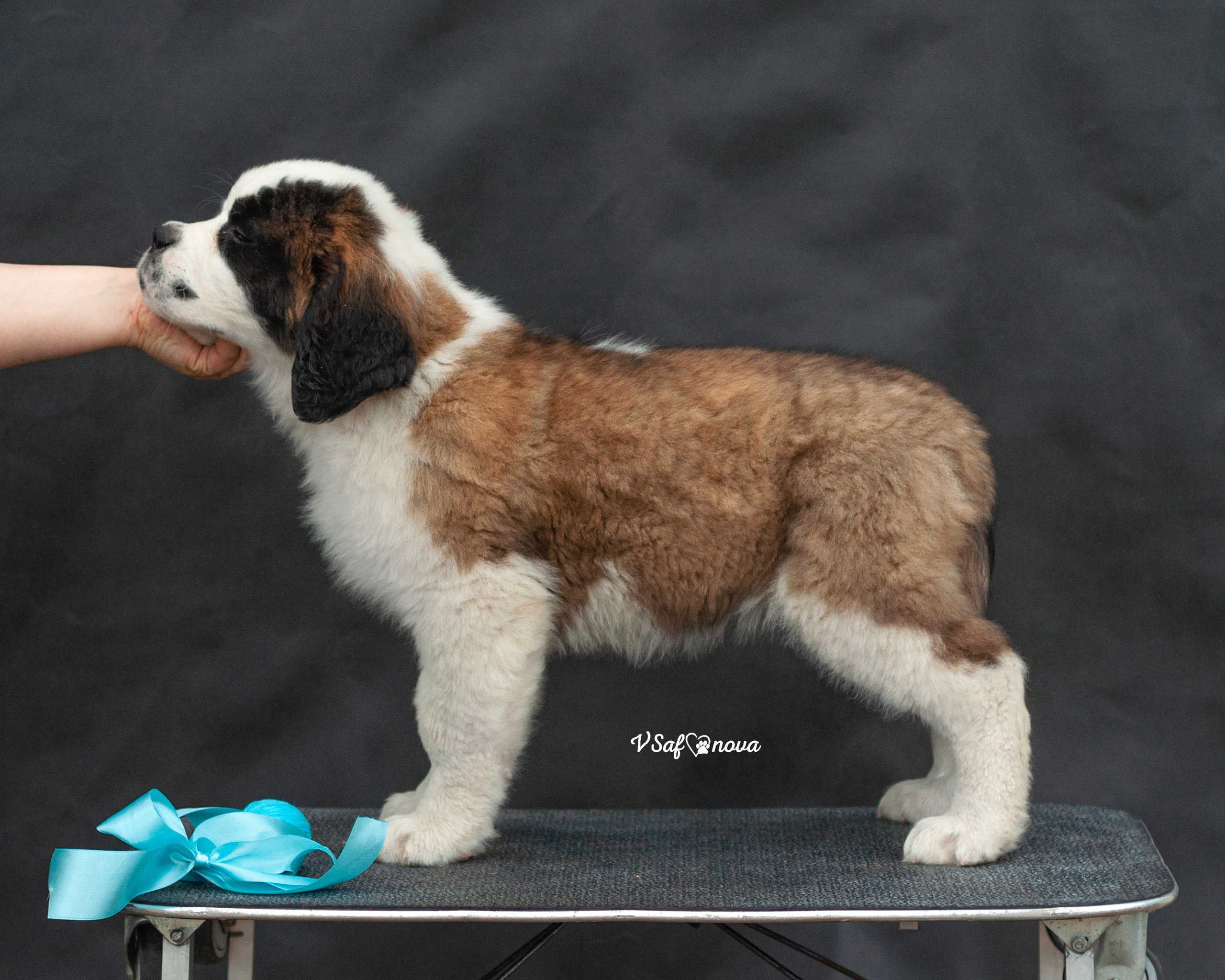 Сенбернары 29.05.2021. Фотограф анималист Благовещенск. Сафонова Виктория