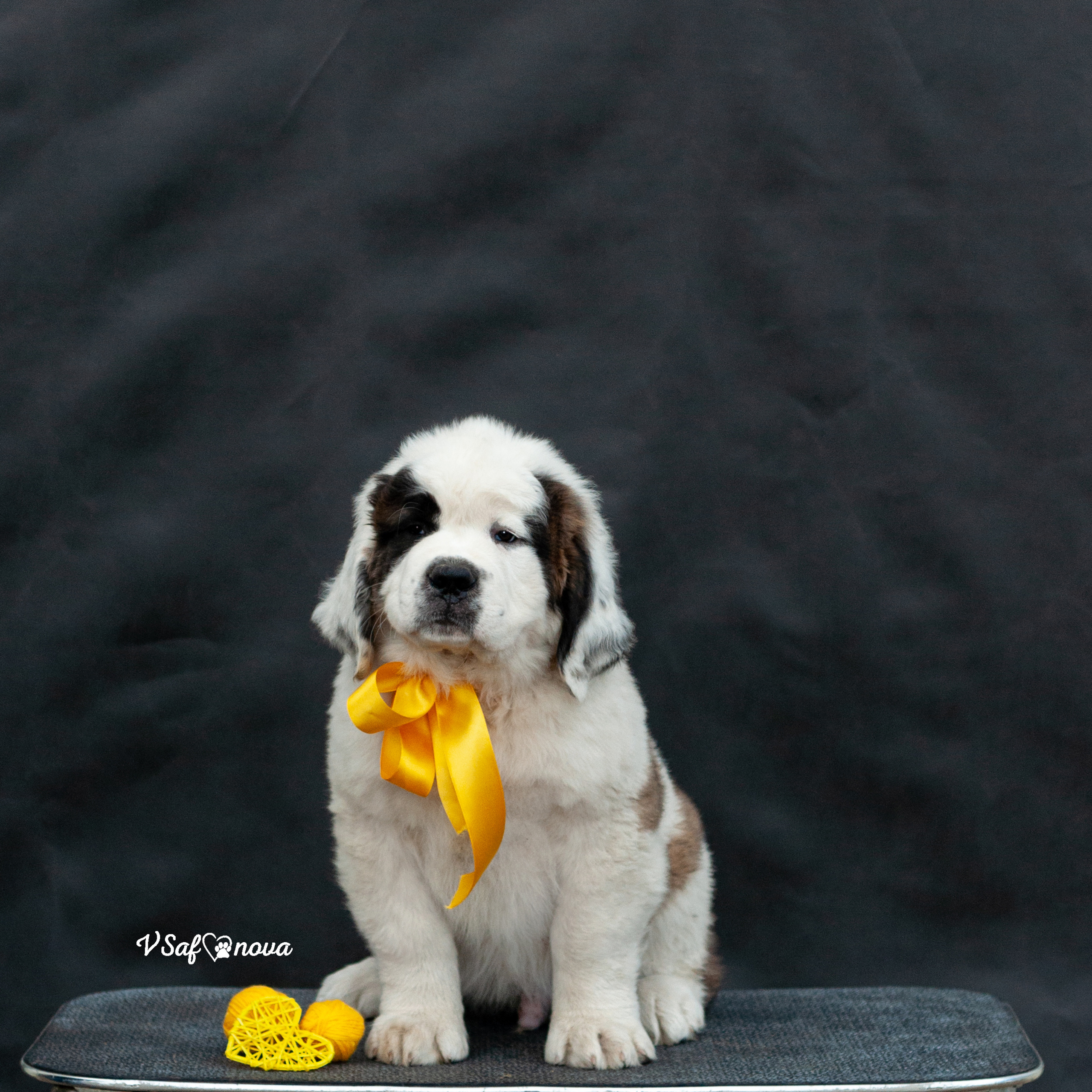 Сенбернары 29.05.2021. Фотограф анималист Благовещенск. Сафонова Виктория