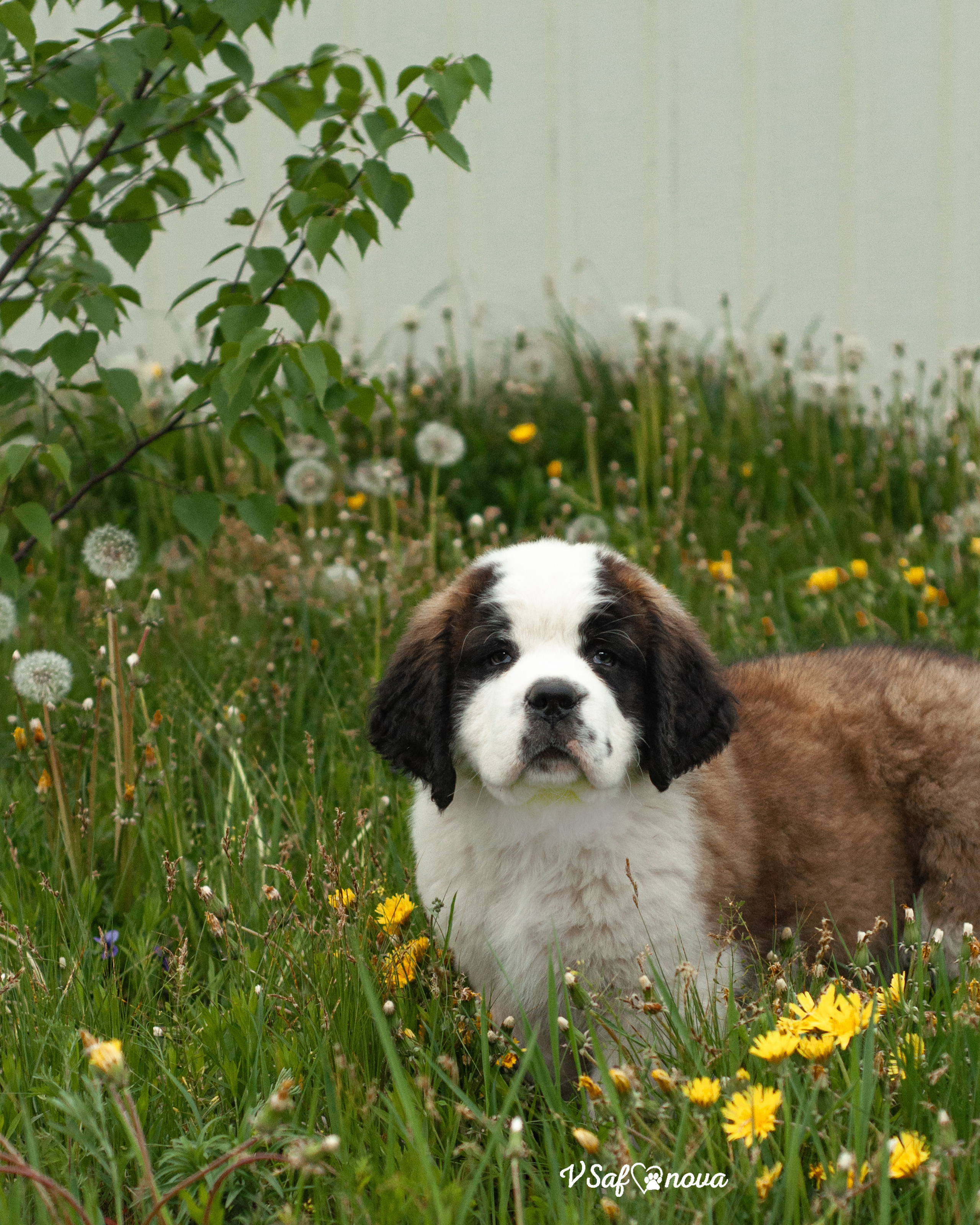 Сенбернары 29.05.2021. Фотограф анималист Благовещенск. Сафонова Виктория