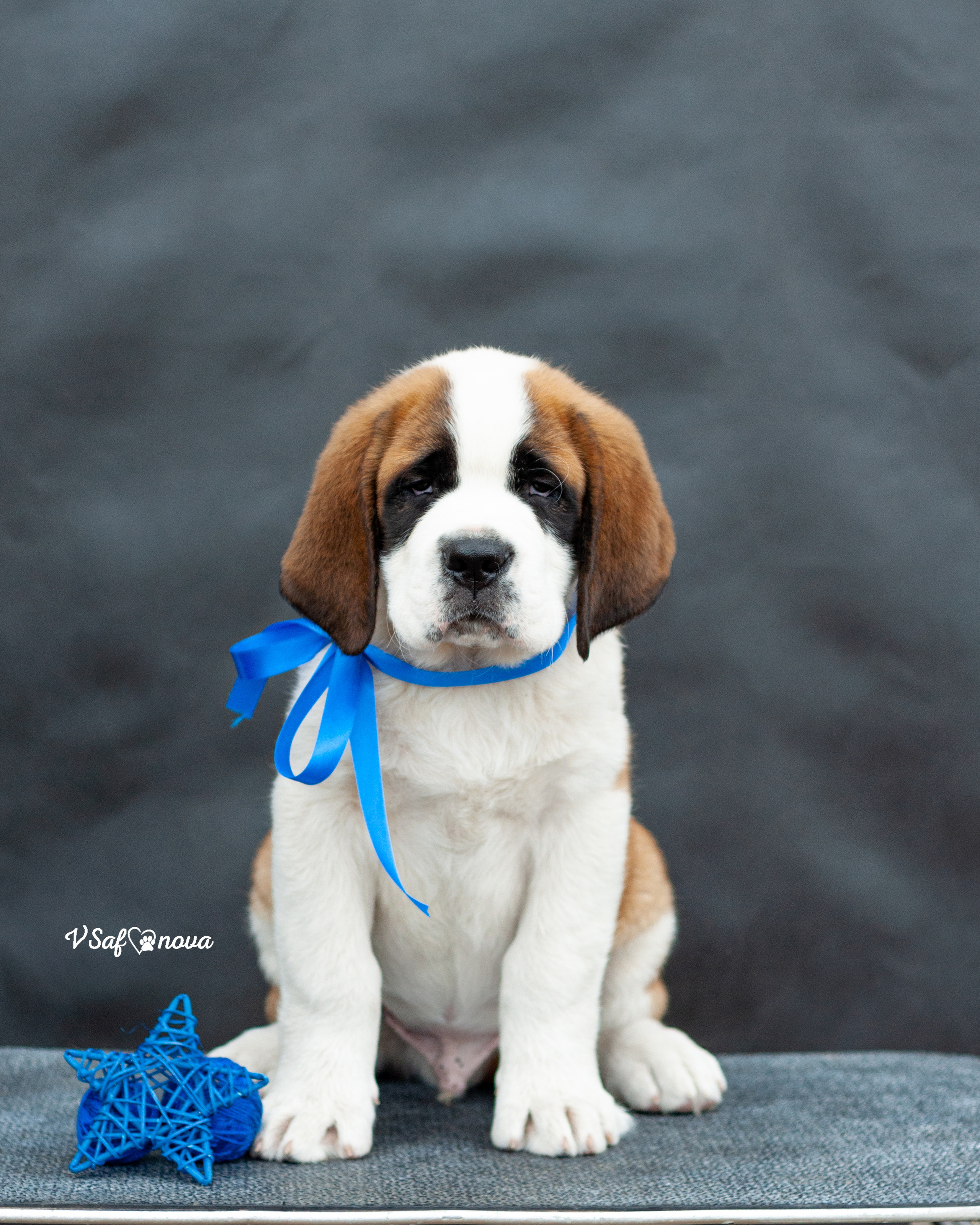 Сенбернары 29.05.2021. Фотограф анималист Благовещенск. Сафонова Виктория