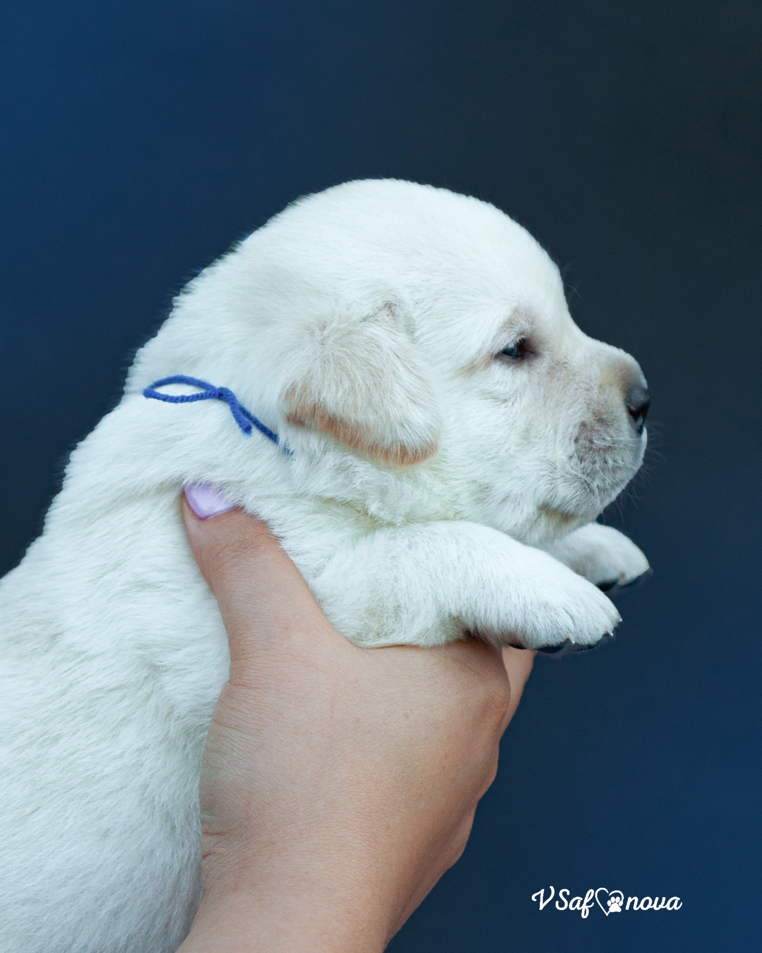 Лабродорчики 15.08.2021. Фотограф анималист Благовещенск. Сафонова Виктория