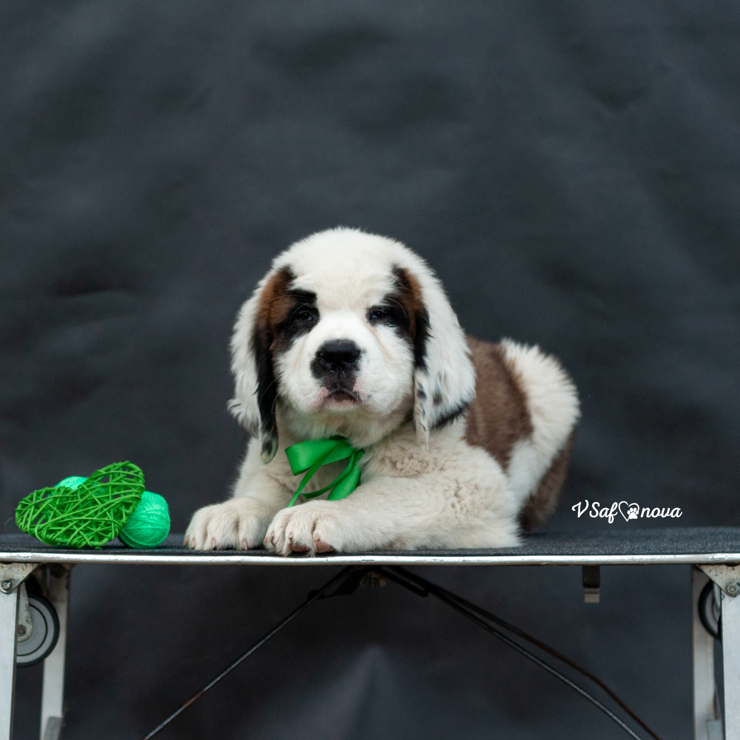 Сенбернары 29.05.2021. Фотограф анималист Благовещенск. Сафонова Виктория