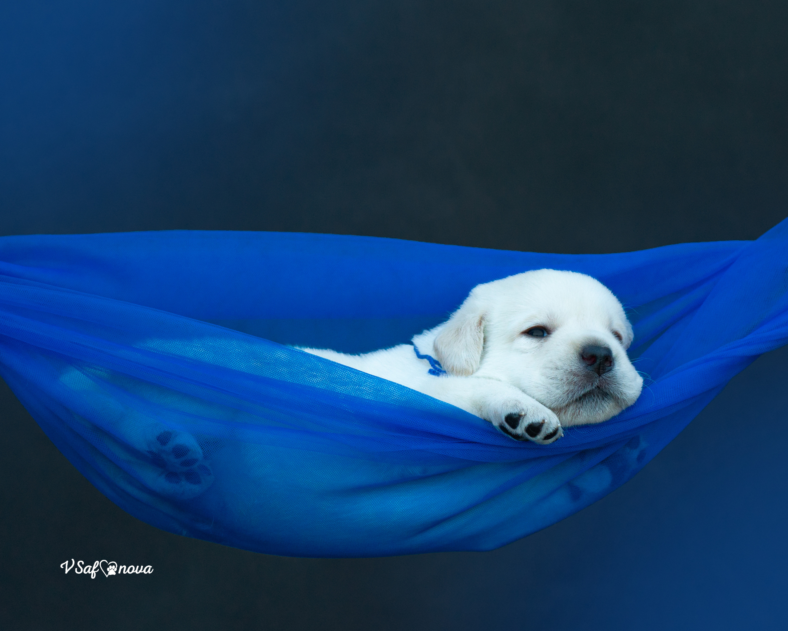 Лабродорчики 15.08.2021. Фотограф анималист Благовещенск. Сафонова Виктория