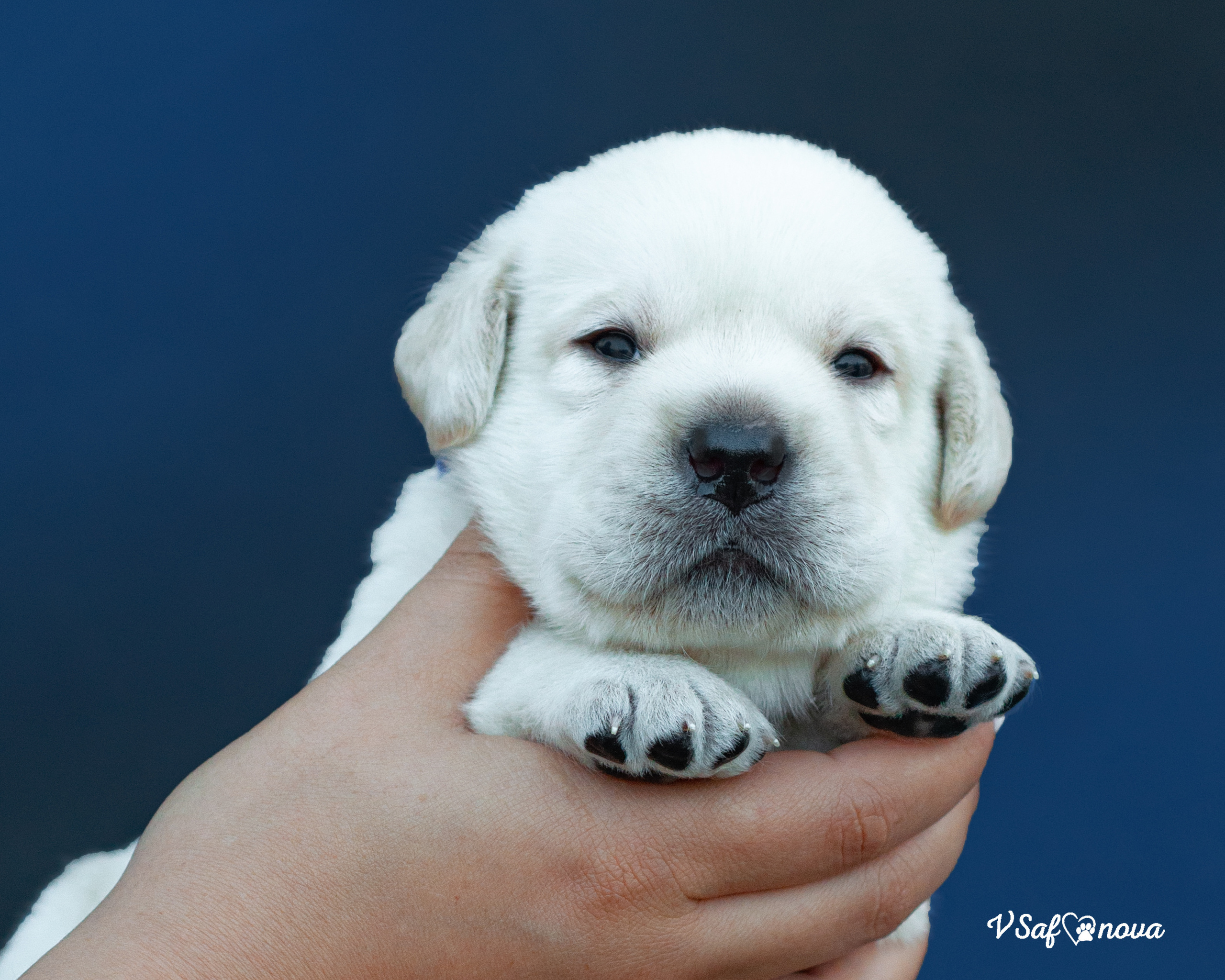 Лабродорчики 15.08.2021. Фотограф анималист Благовещенск. Сафонова Виктория