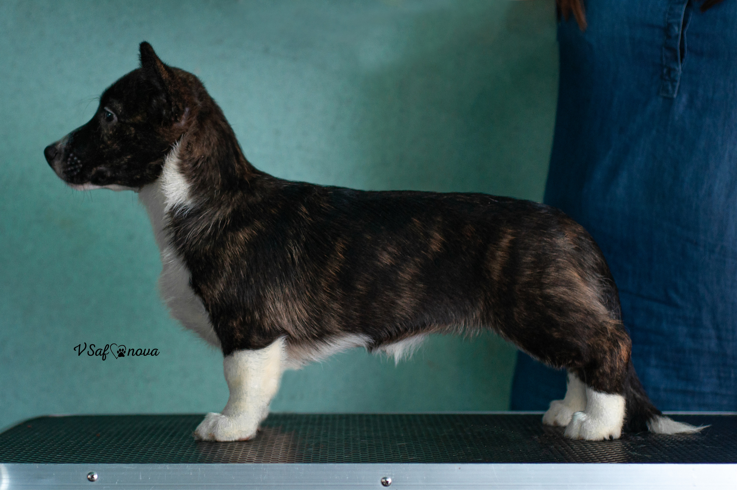 И снова кардиганчики 16.07.2021. Фотограф анималист Благовещенск. Сафонова Виктория