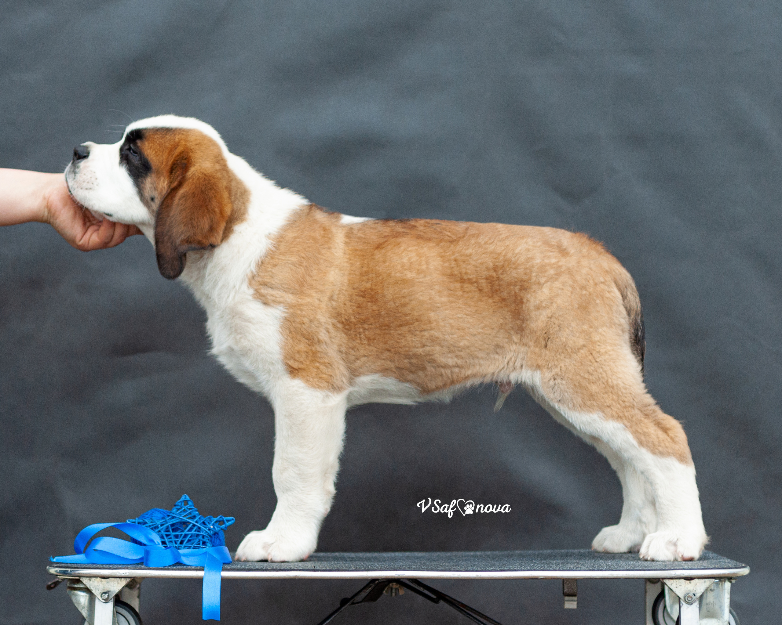 Сенбернары 29.05.2021. Фотограф анималист Благовещенск. Сафонова Виктория