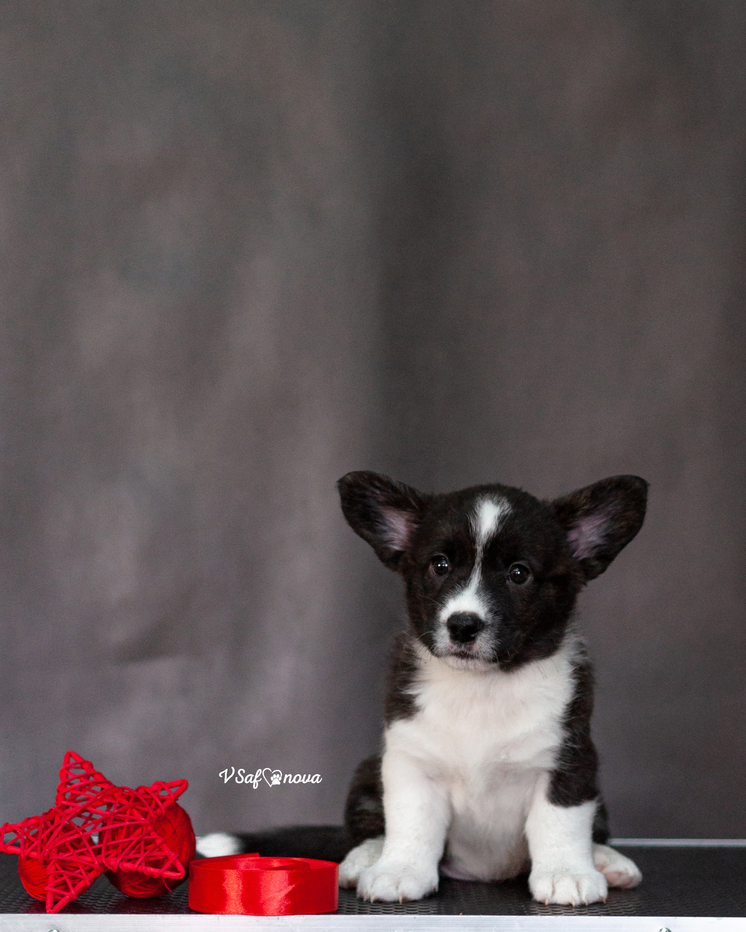 Вельш корги кардиган 30.05.2021. Фотограф анималист Благовещенск. Сафонова Виктория