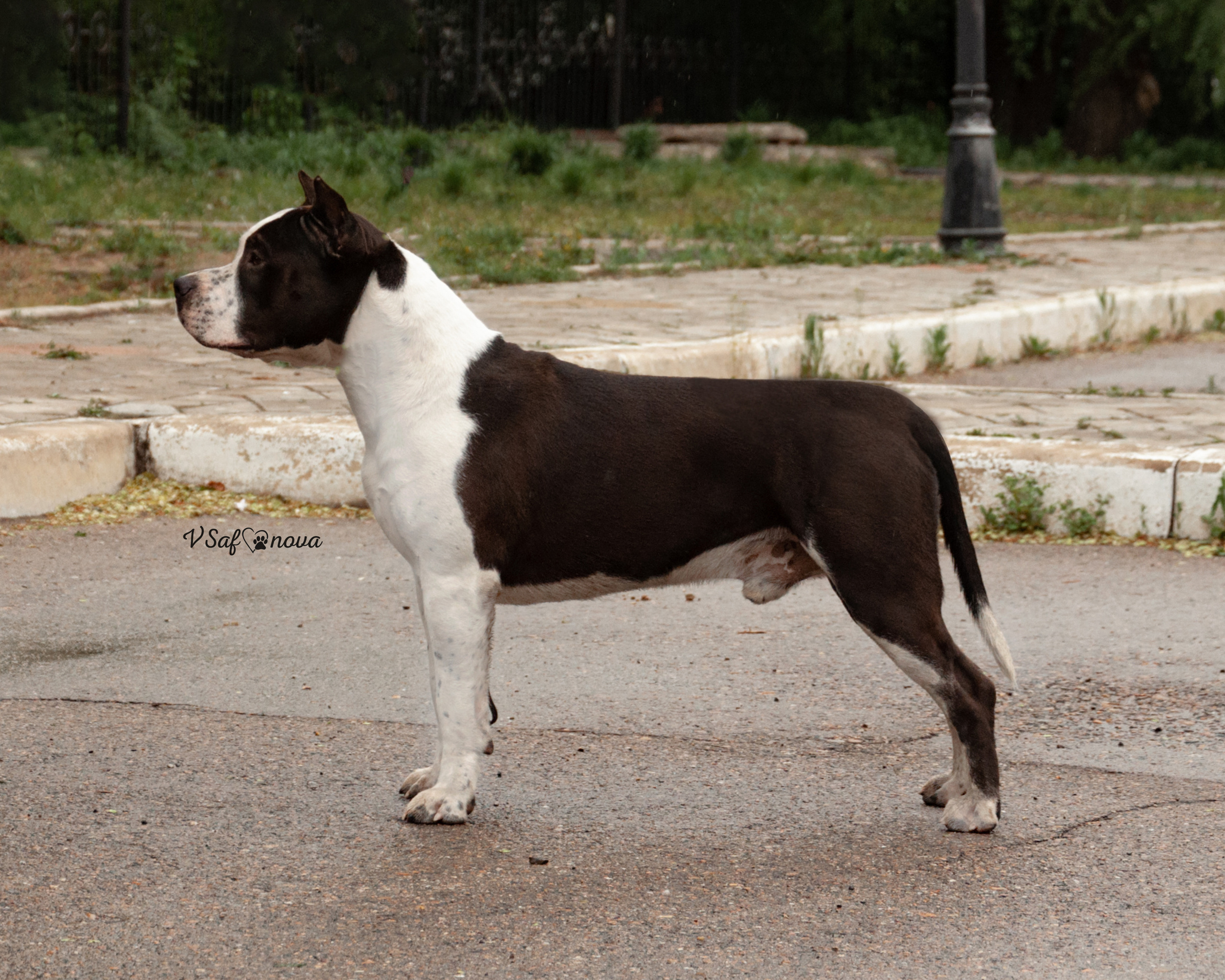 22–23 мая 2021 Благовещенск. Фотограф анималист Благовещенск. Сафонова Виктория