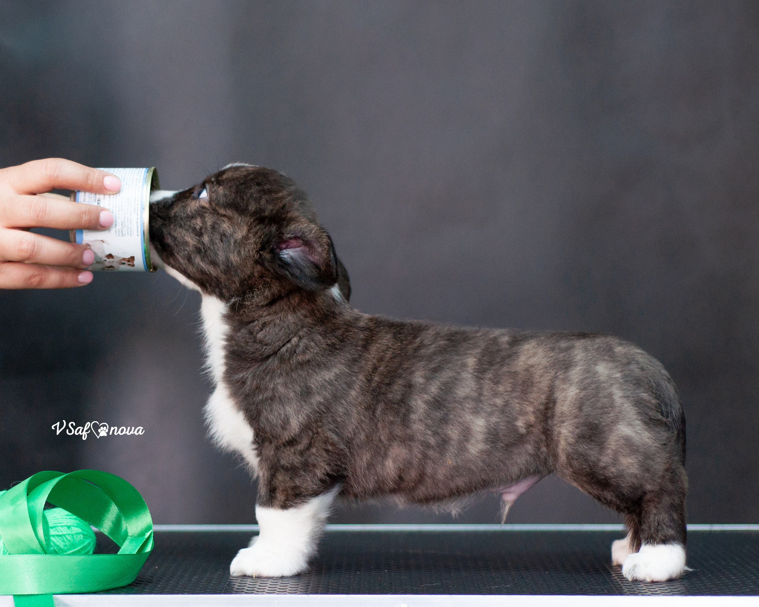Вельш корги кардиган 30.05.2021. Фотограф анималист Благовещенск. Сафонова Виктория