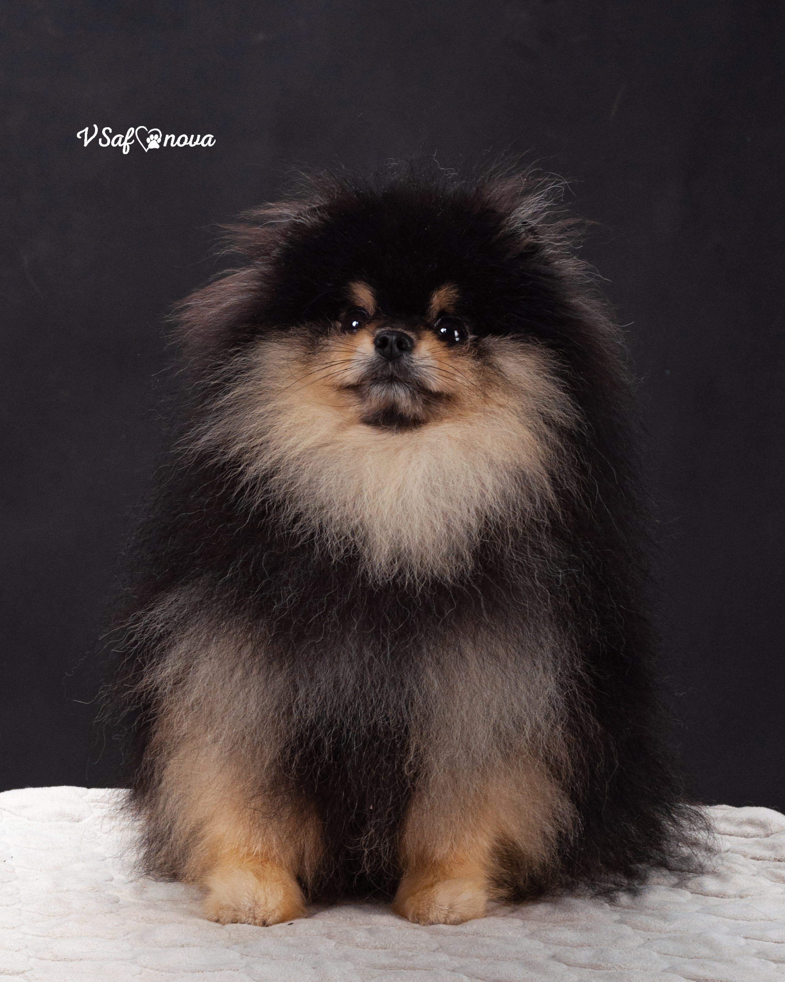 Каир и Ральф. Фотограф анималист Благовещенск. Сафонова Виктория