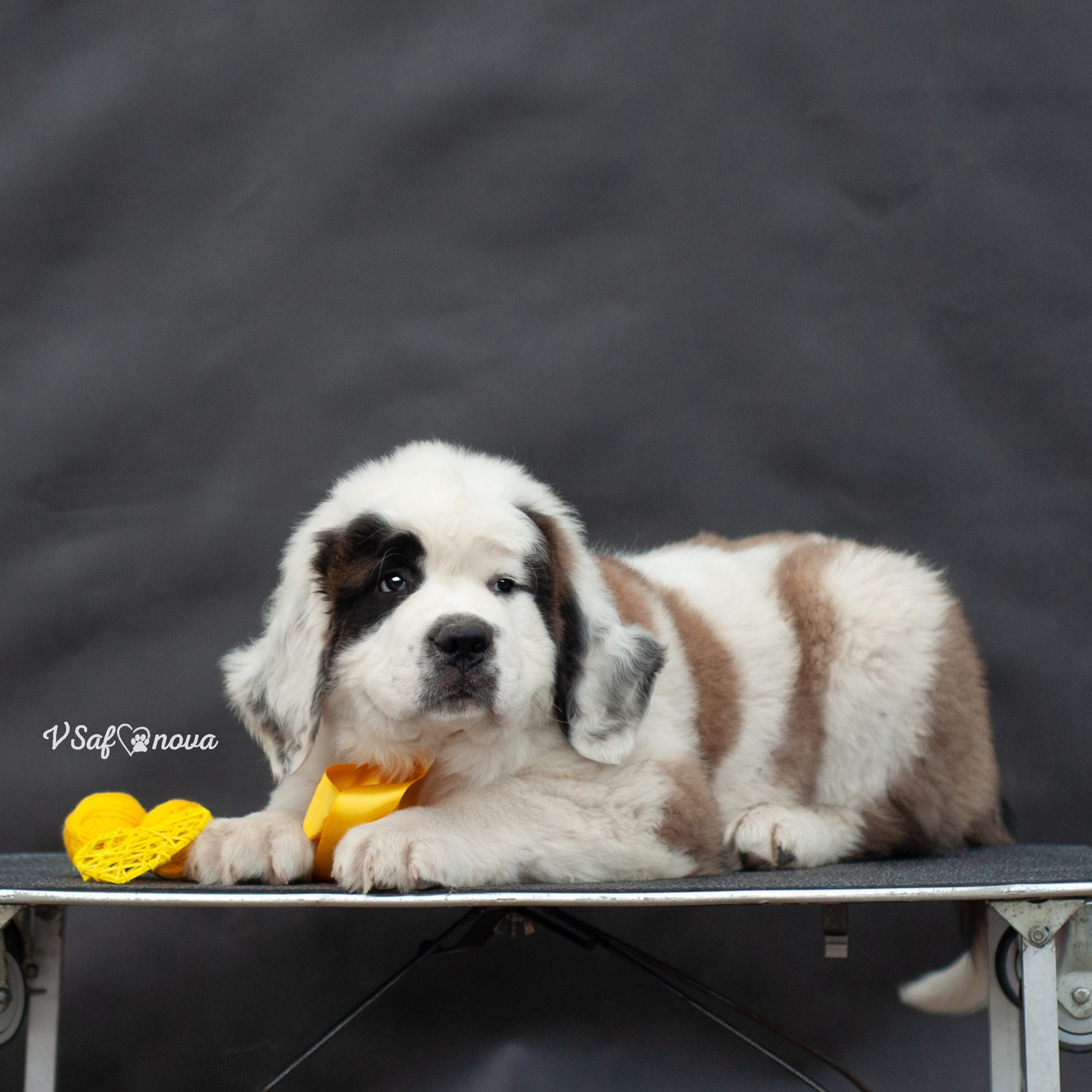 Сенбернары 29.05.2021. Фотограф анималист Благовещенск. Сафонова Виктория
