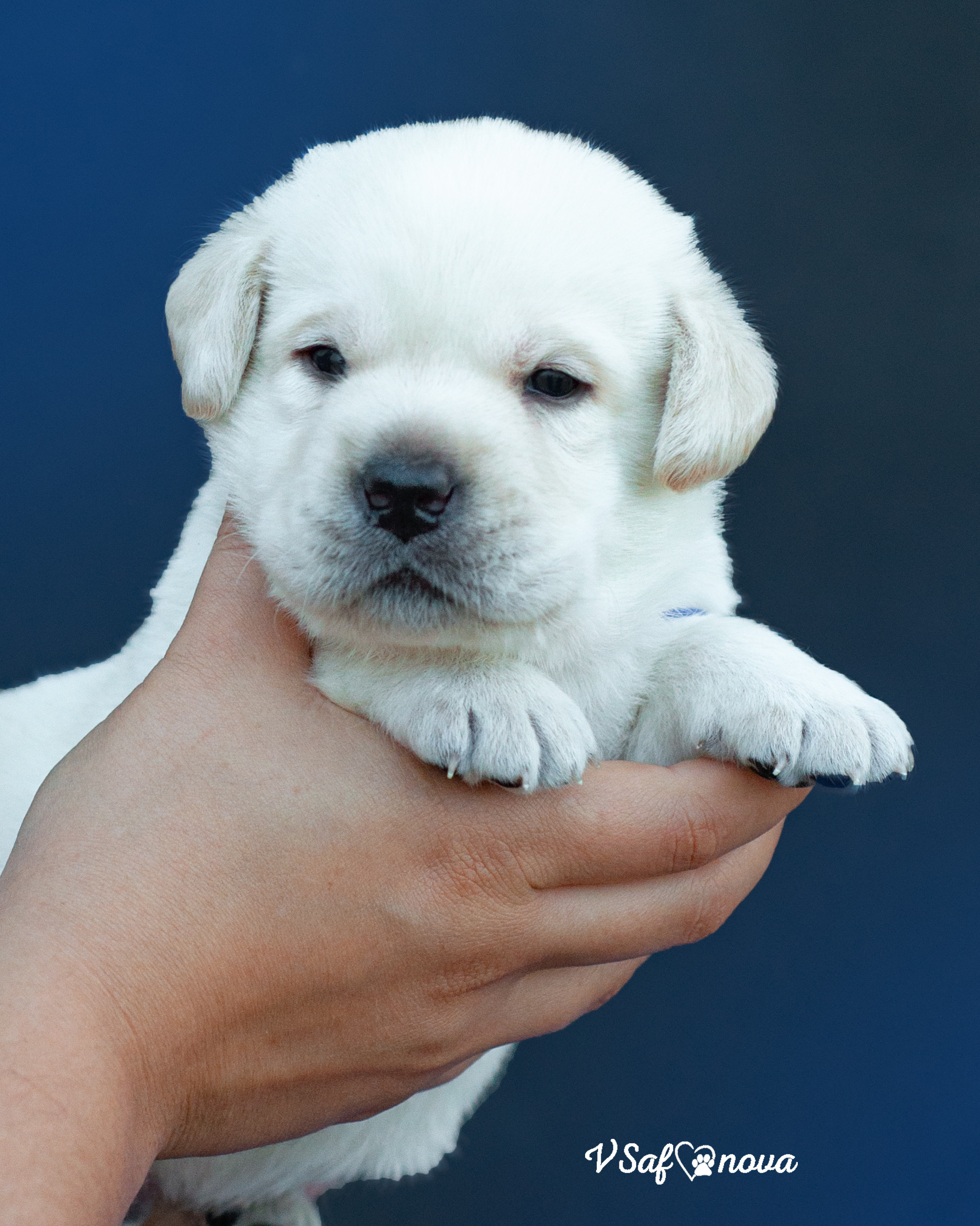 Лабродорчики 15.08.2021. Фотограф анималист Благовещенск. Сафонова Виктория