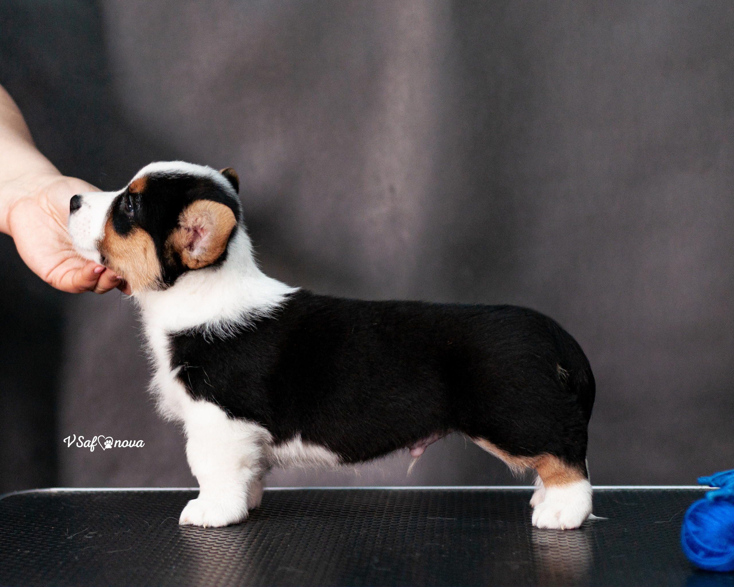 Вельш корги кардиган 30.05.2021. Фотограф анималист Благовещенск. Сафонова Виктория