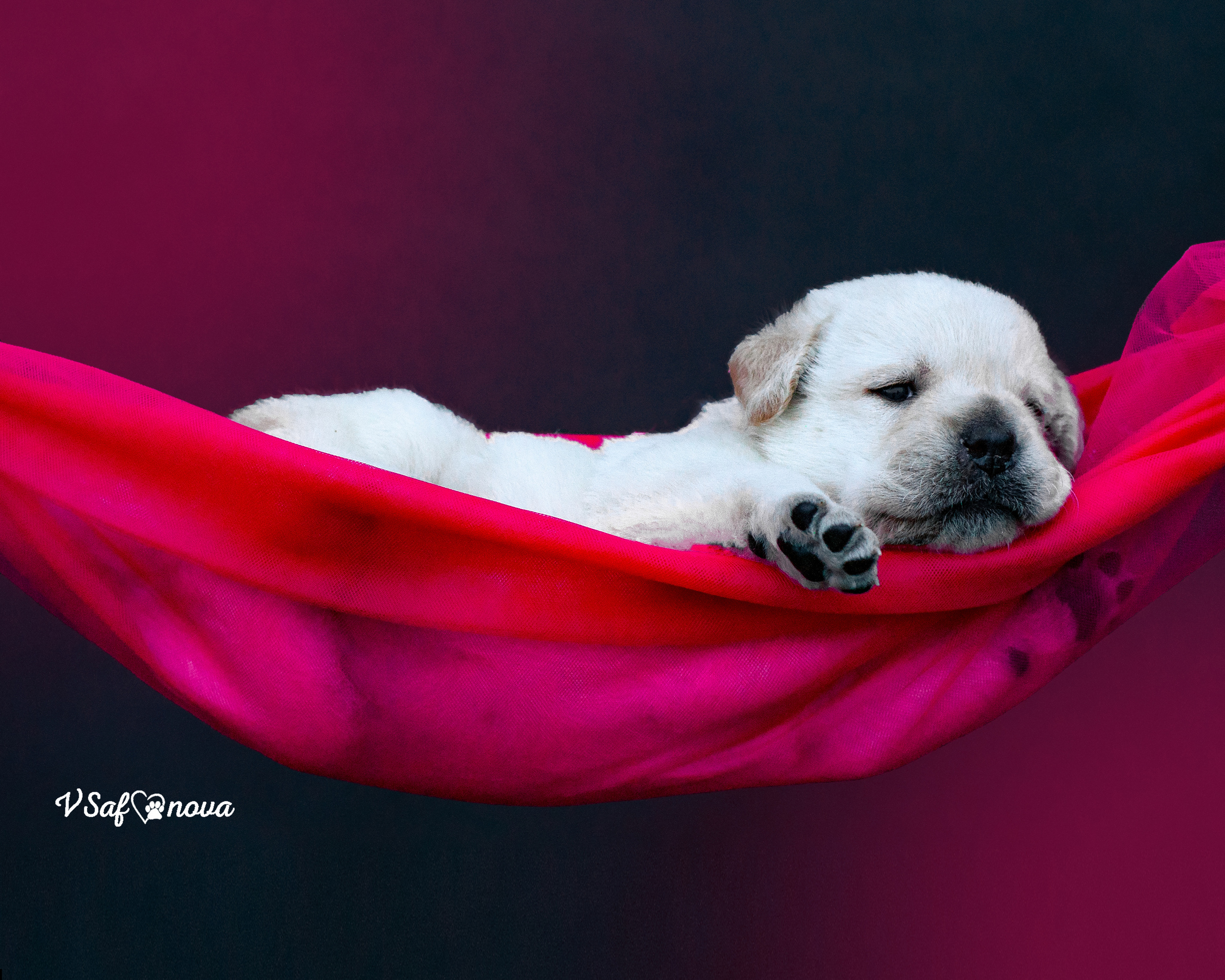 Лабродорчики 15.08.2021. Фотограф анималист Благовещенск. Сафонова Виктория