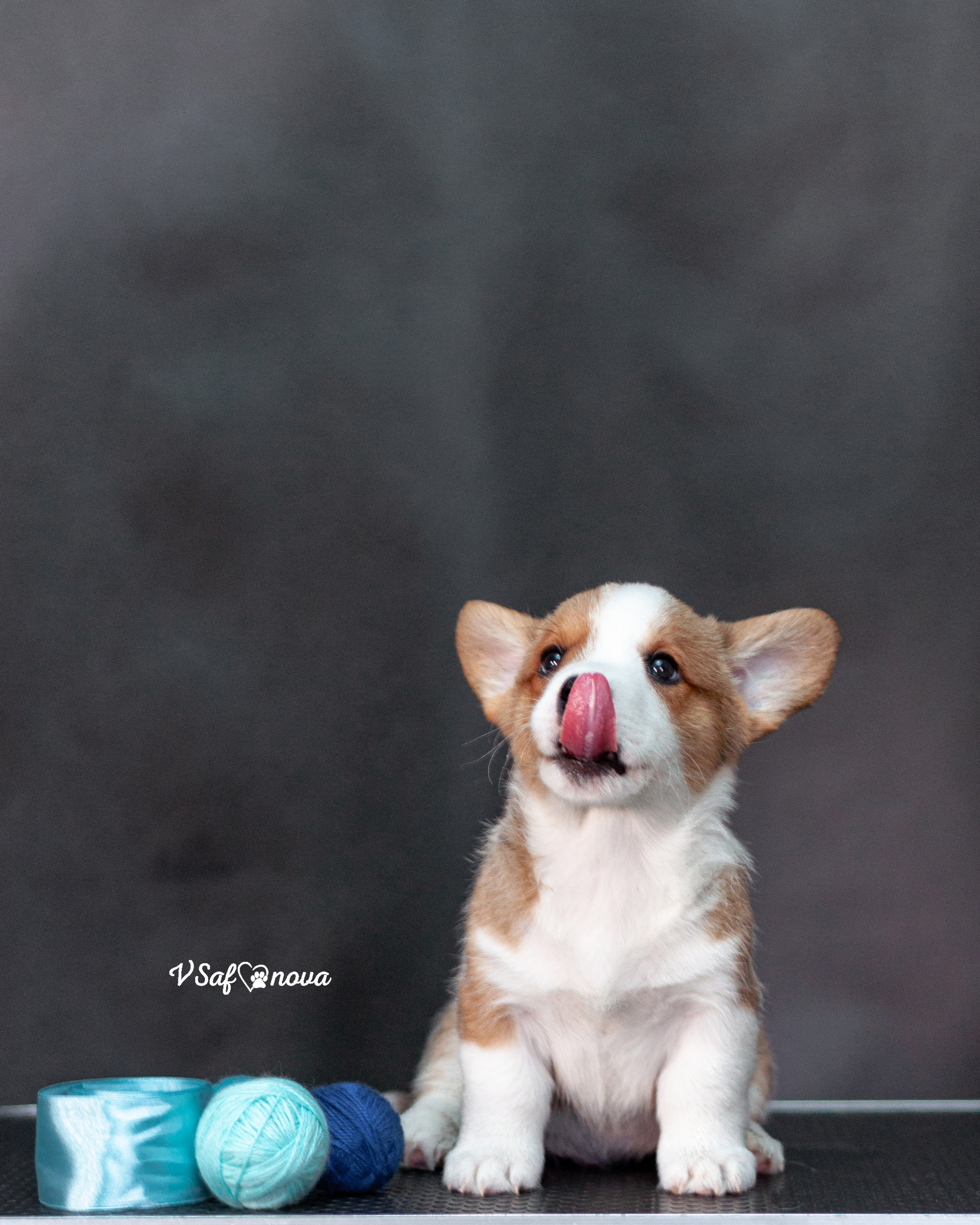 Вельш корги кардиган 30.05.2021. Фотограф анималист Благовещенск. Сафонова Виктория