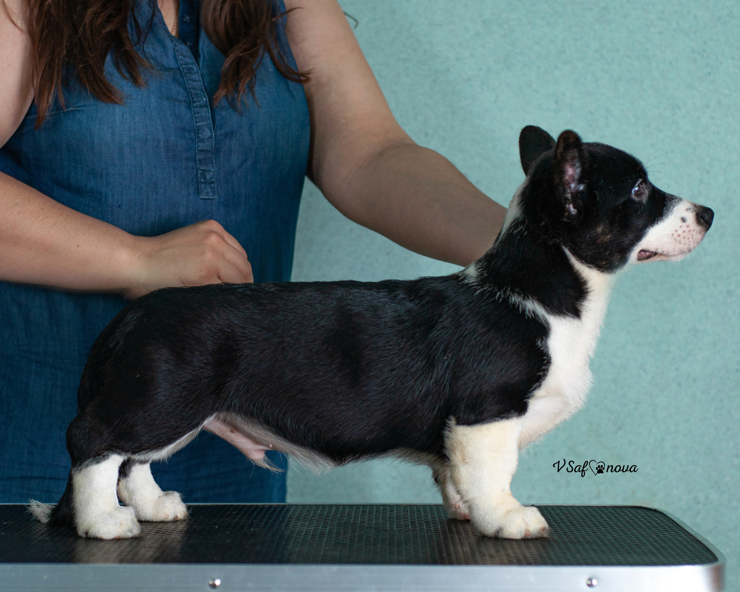 И снова кардиганчики 16.07.2021. Фотограф анималист Благовещенск. Сафонова Виктория