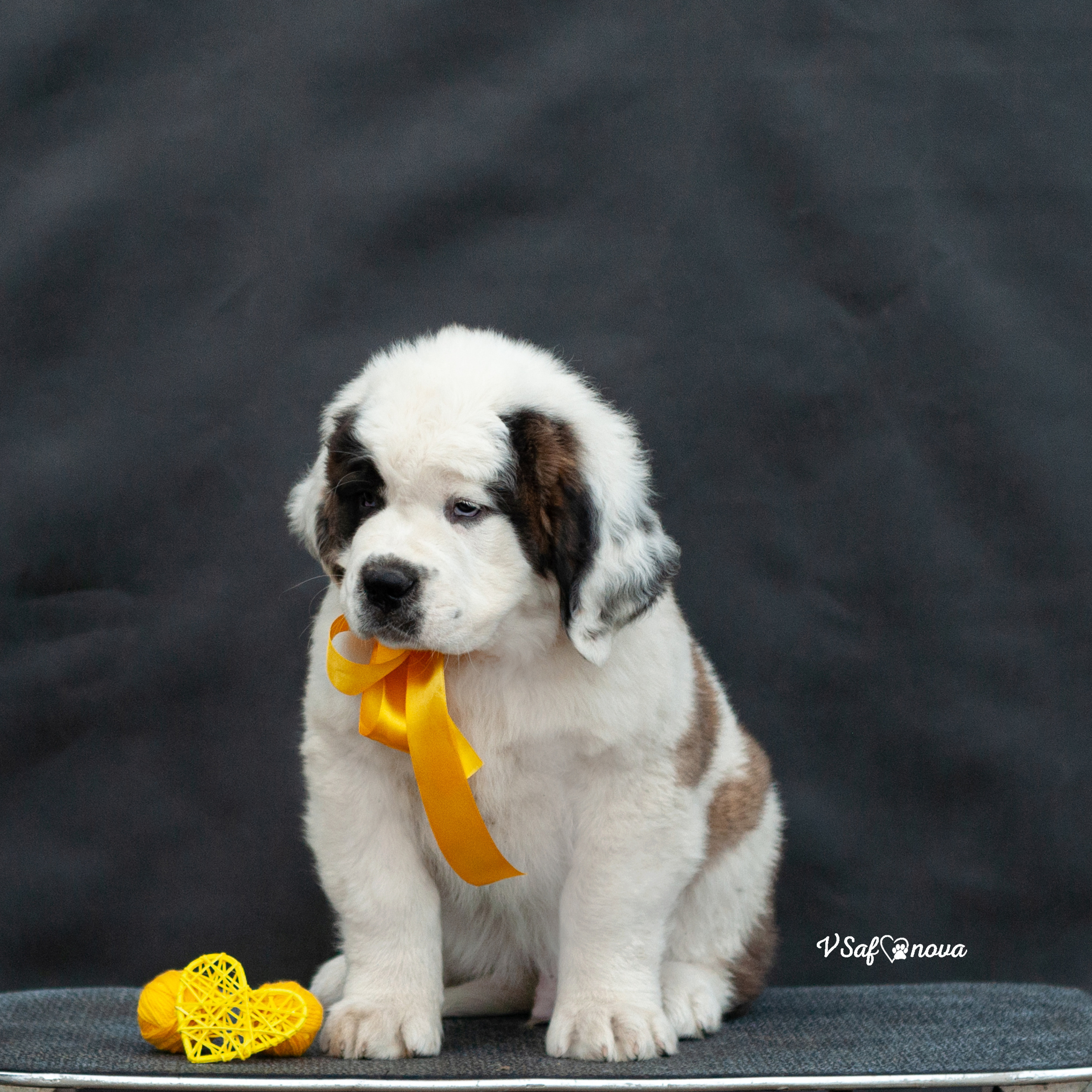Сенбернары 29.05.2021. Фотограф анималист Благовещенск. Сафонова Виктория
