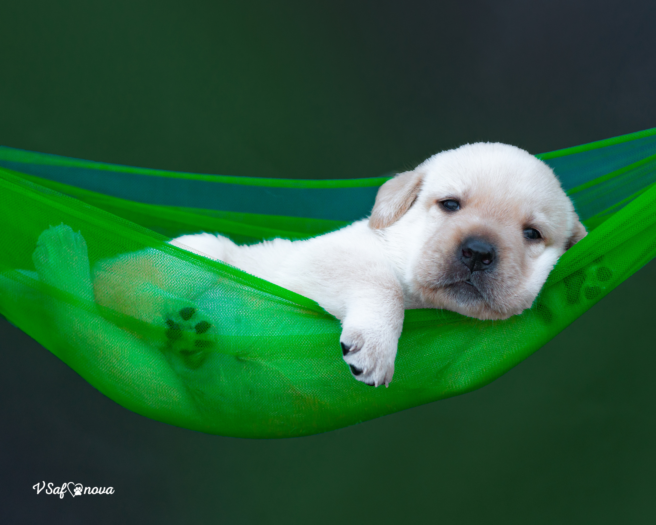Лабродорчики 15.08.2021. Фотограф анималист Благовещенск. Сафонова Виктория