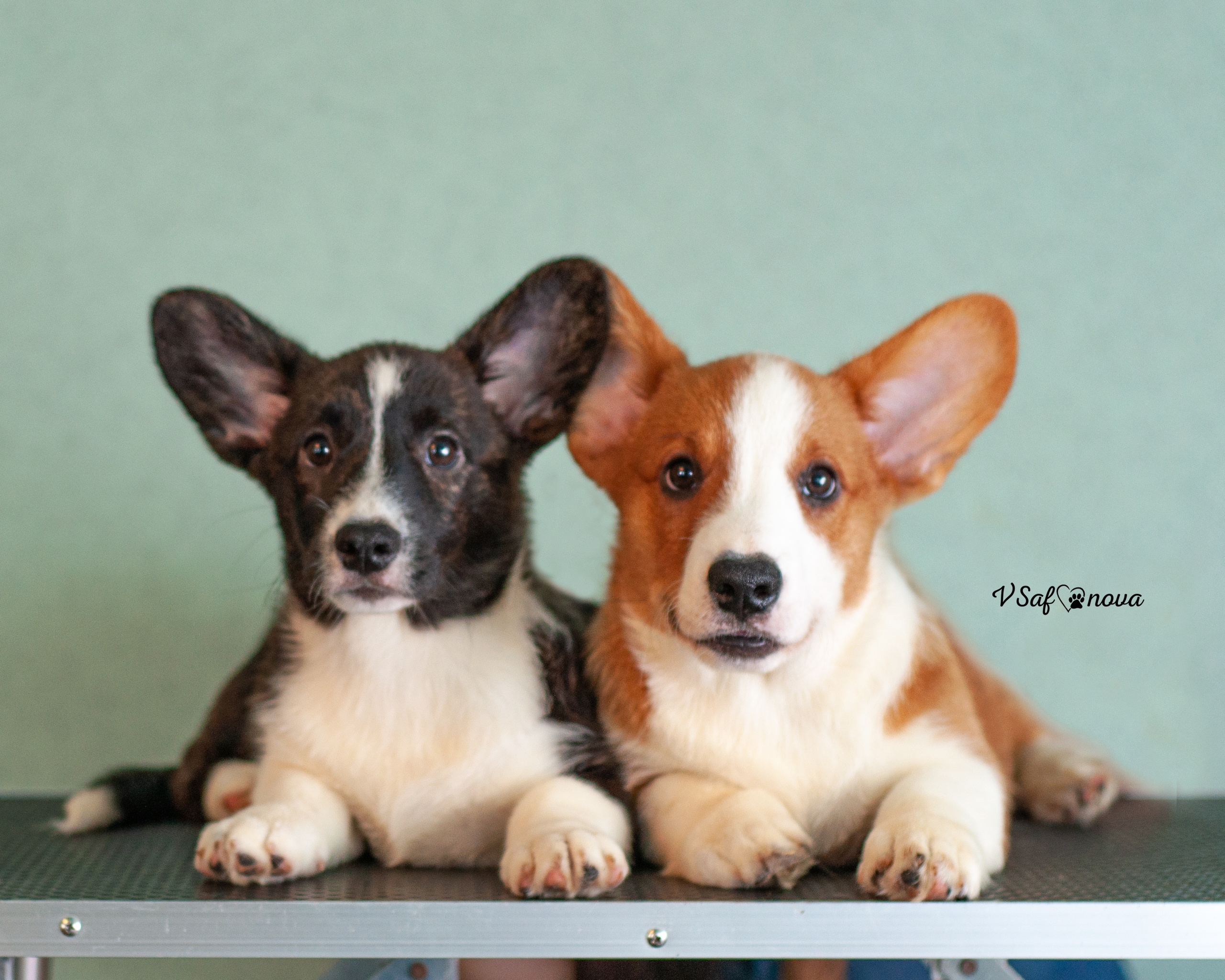 И снова кардиганчики 16.07.2021. Фотограф анималист Благовещенск. Сафонова Виктория