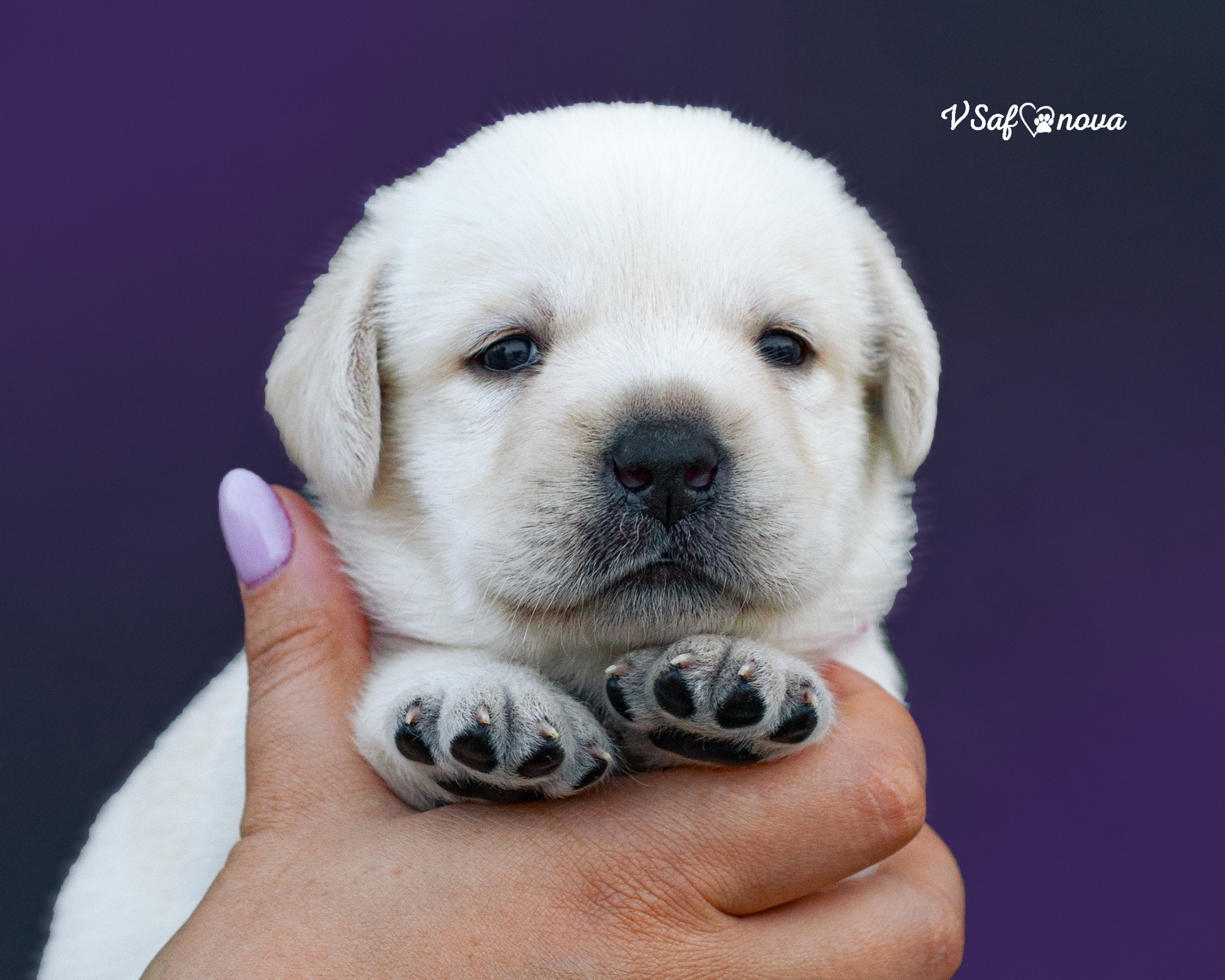 Лабродорчики 15.08.2021. Фотограф анималист Благовещенск. Сафонова Виктория