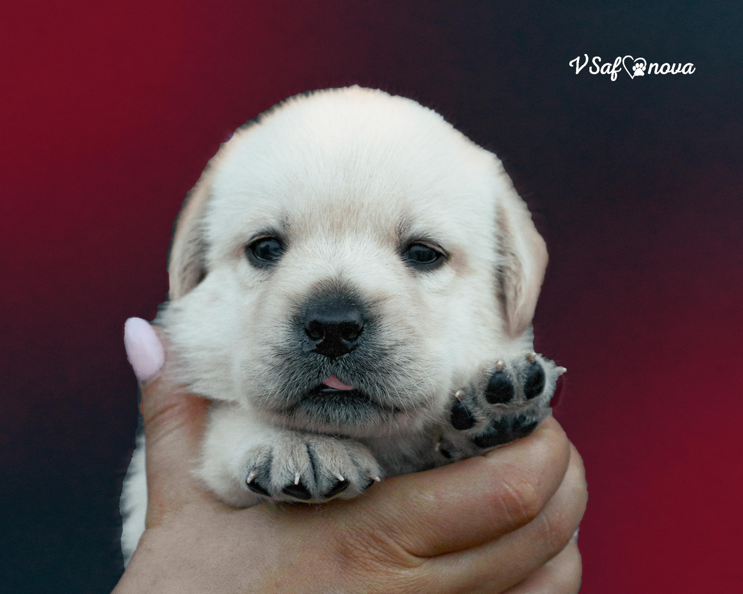 Лабродорчики 15.08.2021. Фотограф анималист Благовещенск. Сафонова Виктория