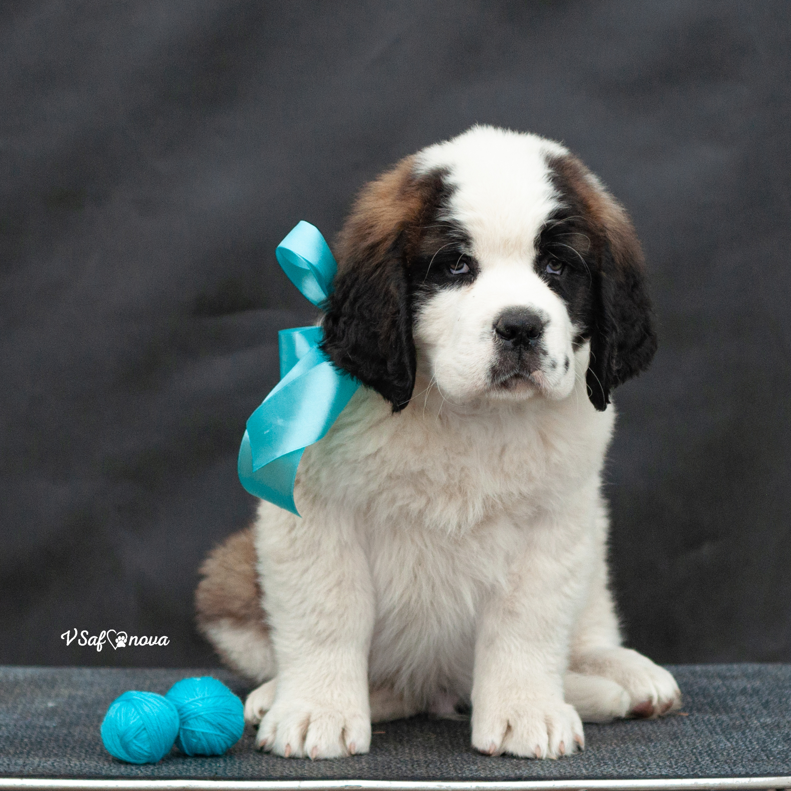 Сенбернары 29.05.2021. Фотограф анималист Благовещенск. Сафонова Виктория