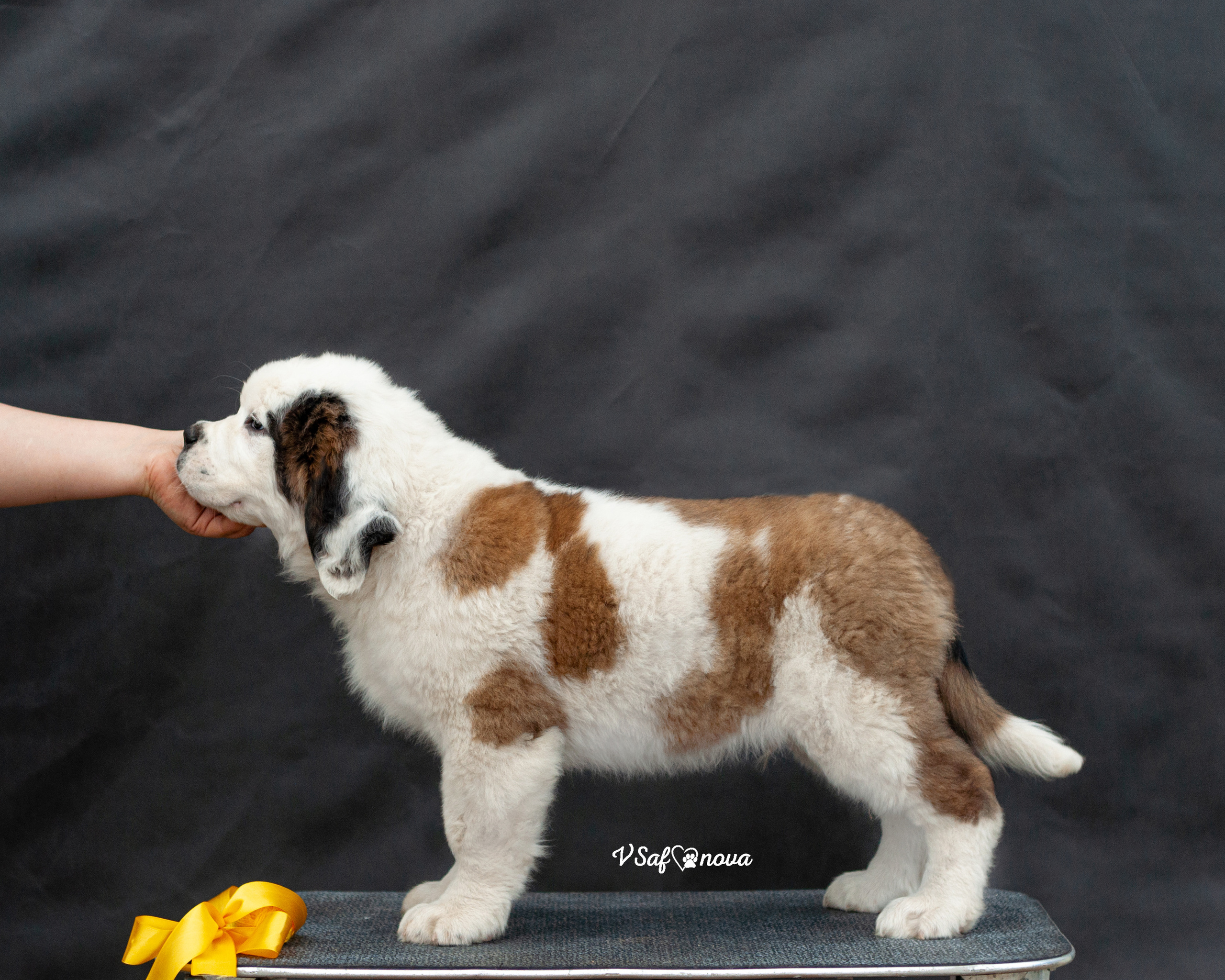 Сенбернары 29.05.2021. Фотограф анималист Благовещенск. Сафонова Виктория