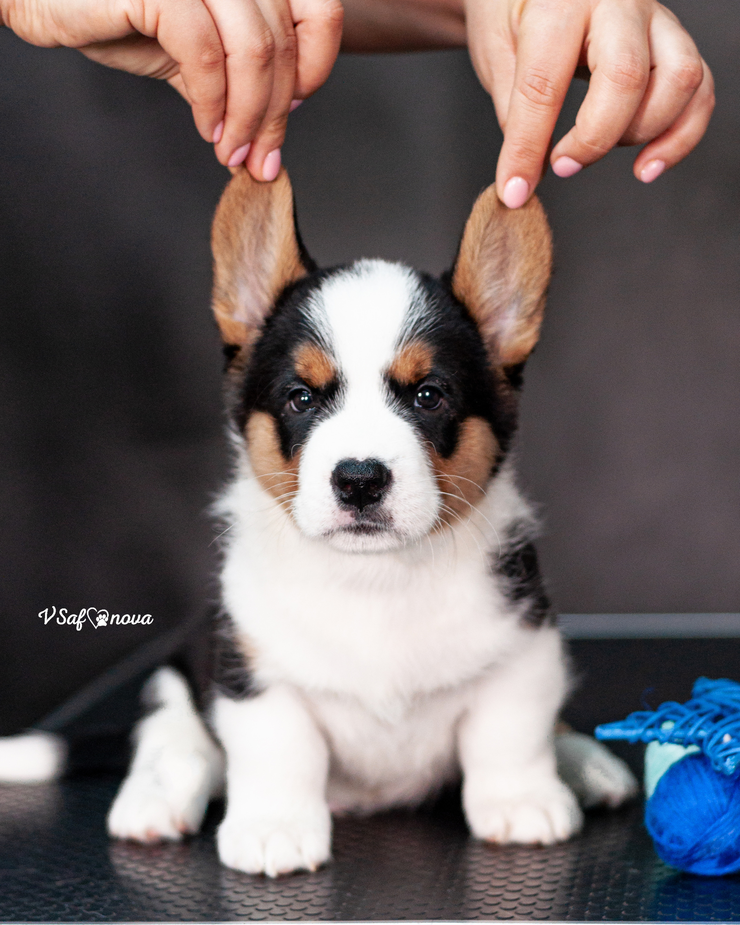 Вельш корги кардиган 30.05.2021. Фотограф анималист Благовещенск. Сафонова Виктория