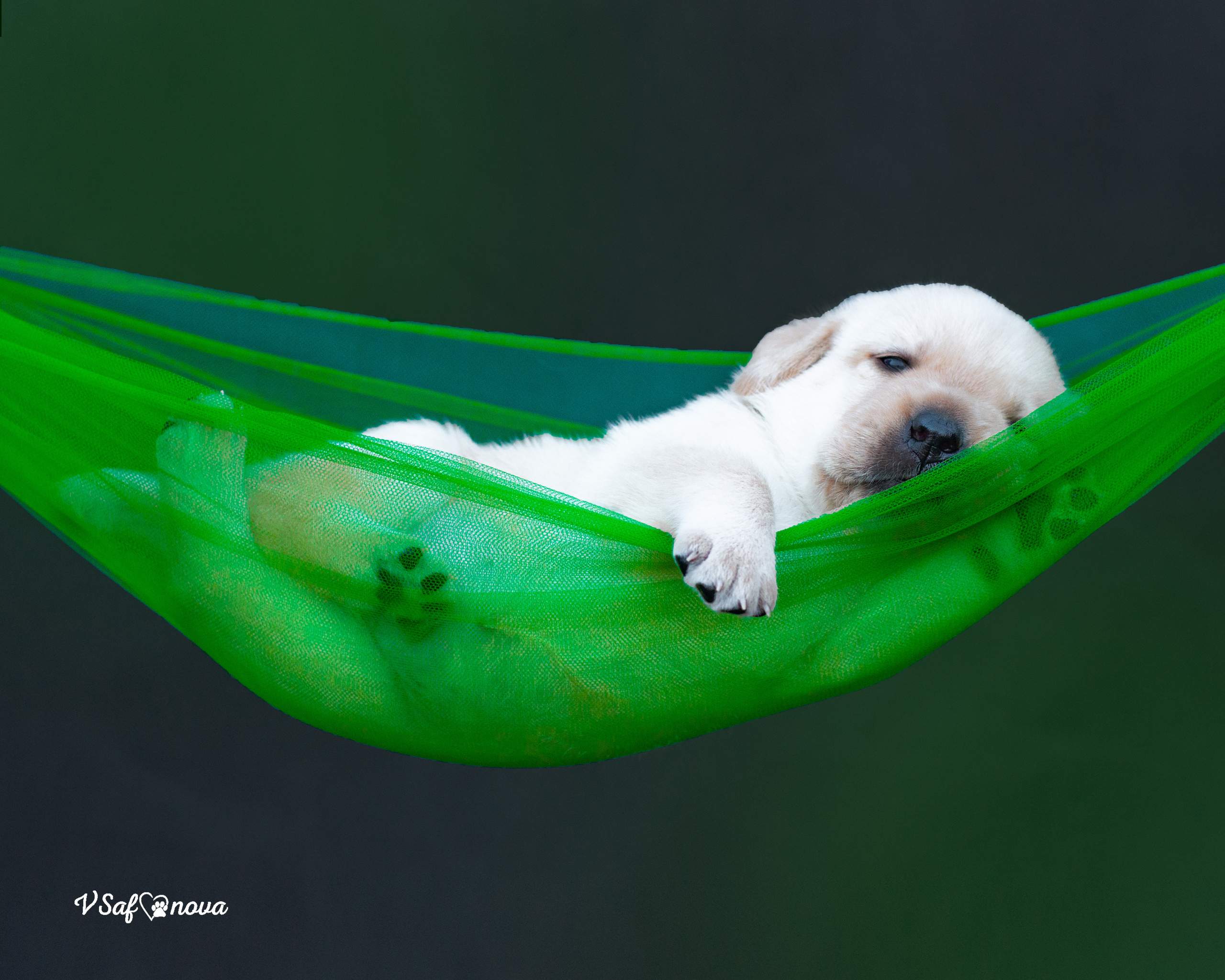 Лабродорчики 15.08.2021. Фотограф анималист Благовещенск. Сафонова Виктория